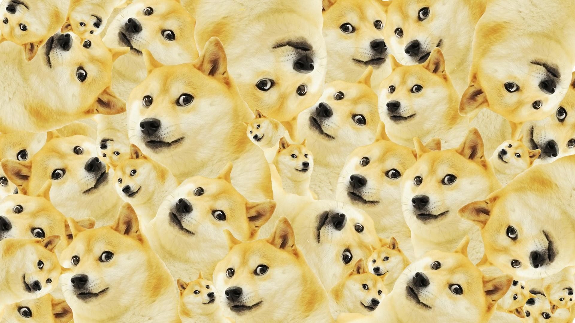 Cool Doge Wallpaper
