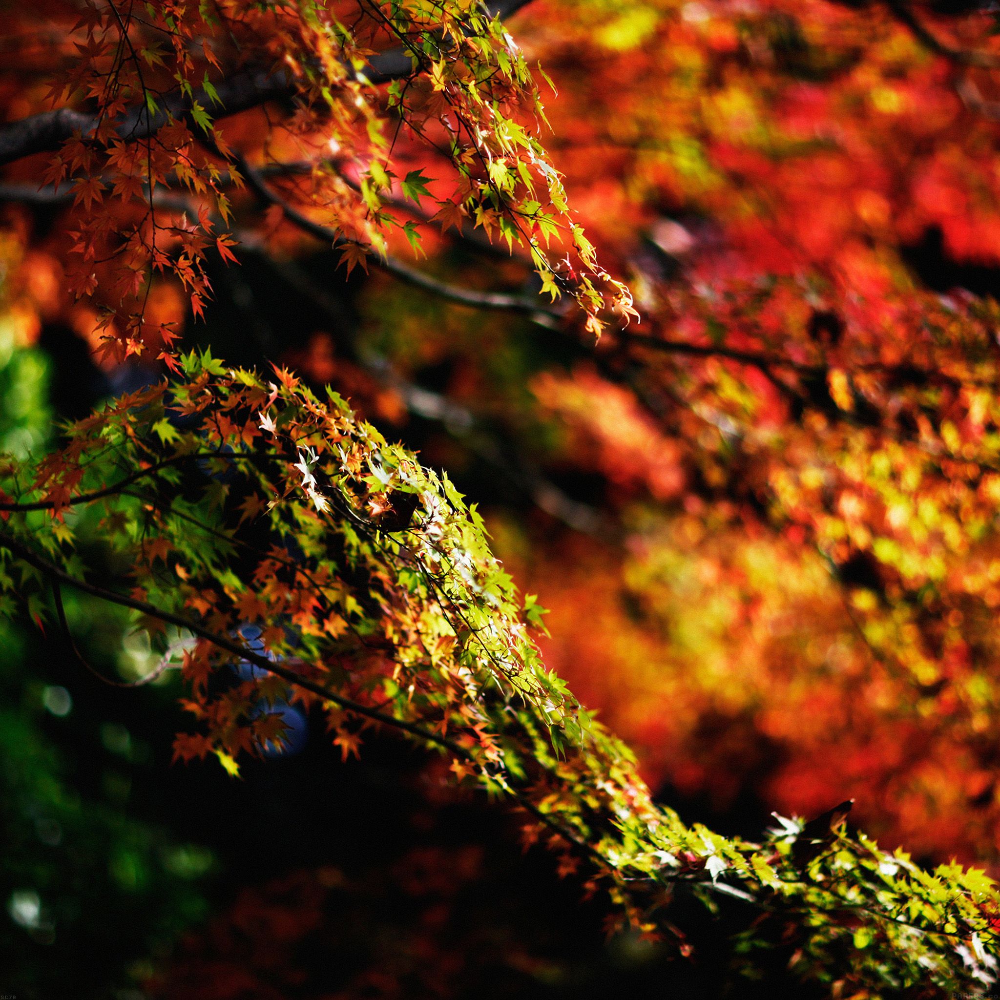 Japanese Maple Tree Wallpapers - Wallpaper Cave