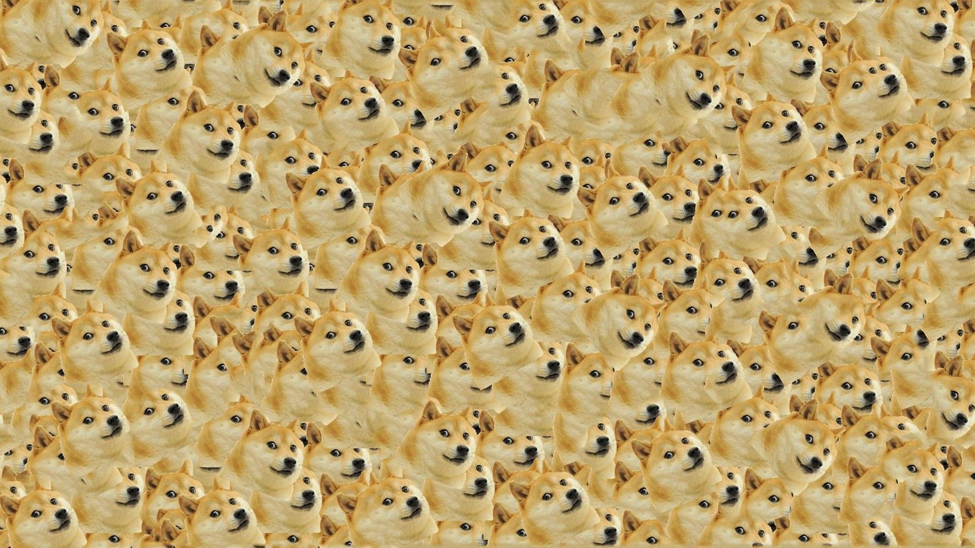 Doge HD Wallpaperx1080