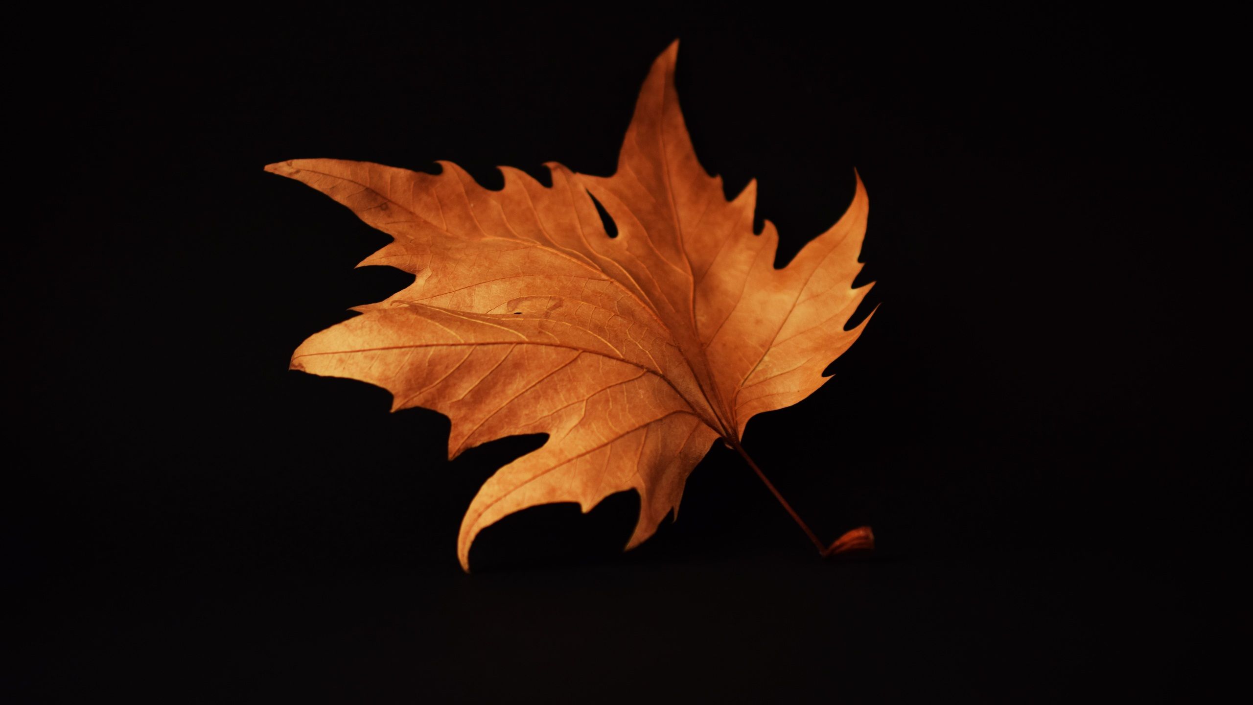 Autumn Leaf Black Background 1440P Resolution HD 4k Wallpaper, Image, Background, Photo and Picture