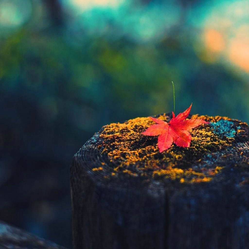 Autumn leaves on the wooden pier iPad Wallpaper Free Download