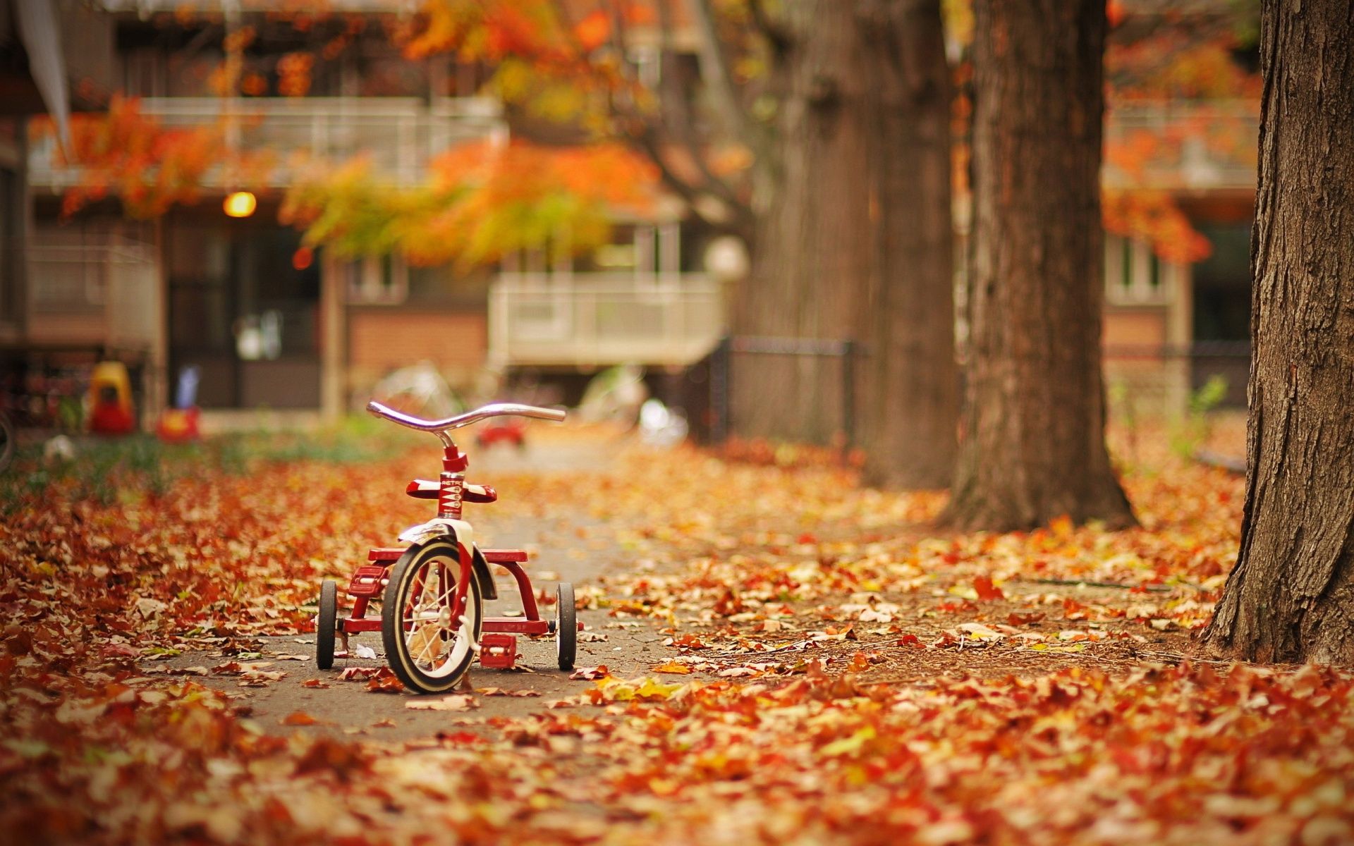 Tricycle in Autumn wallpaperx1200