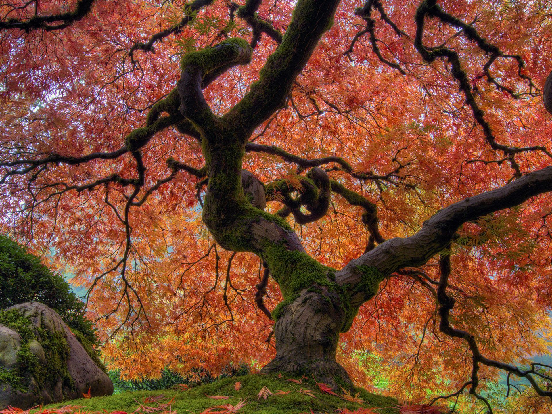 Japanese Garden In Autumn Japanese Maple Tree At Portland Desktop Wallpaper HD For Mobile Phones And Laptops 3840x2400, Wallpaper13.com