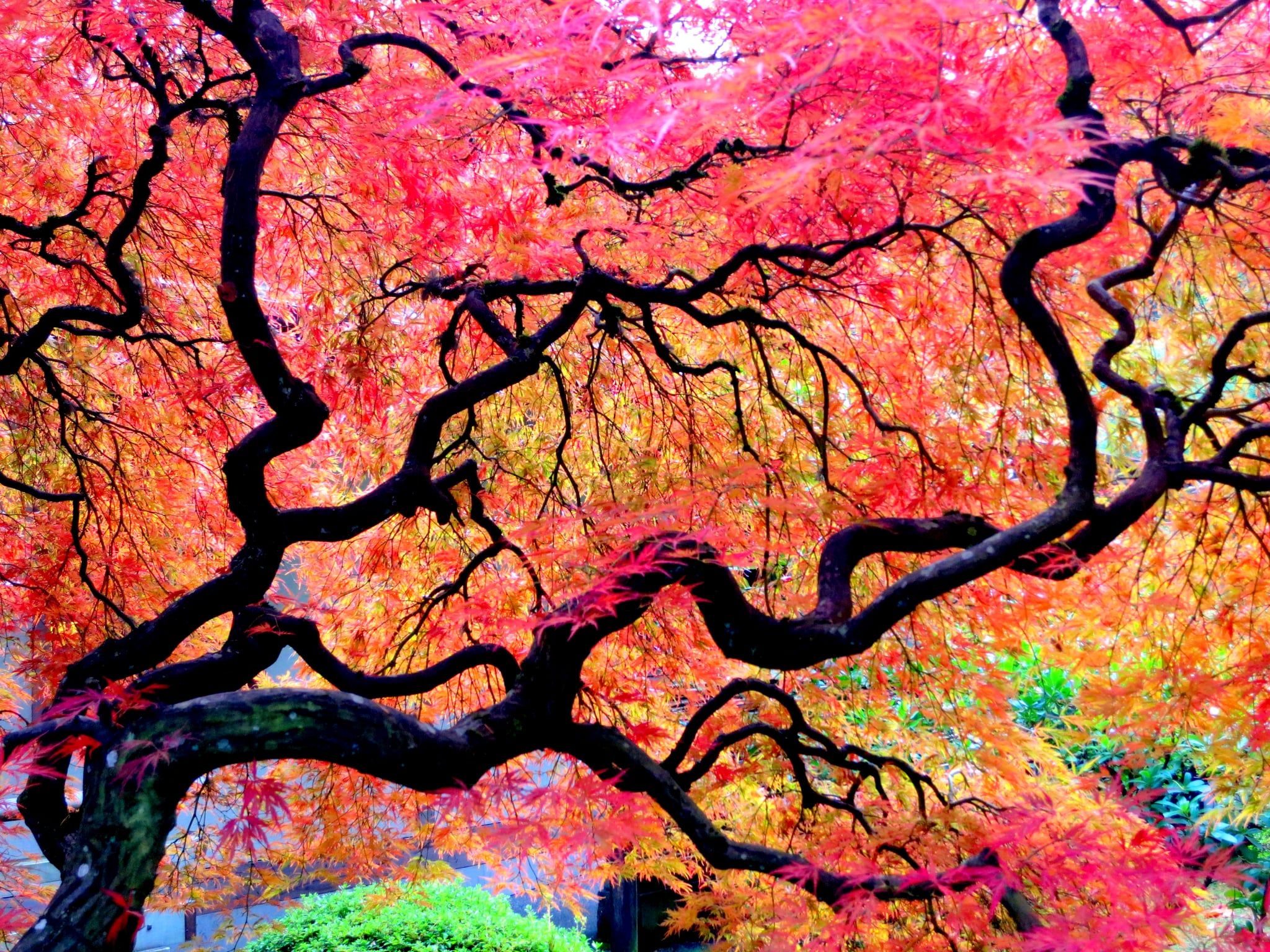 Japanese Maple Tree Wallpapers - Wallpaper Cave