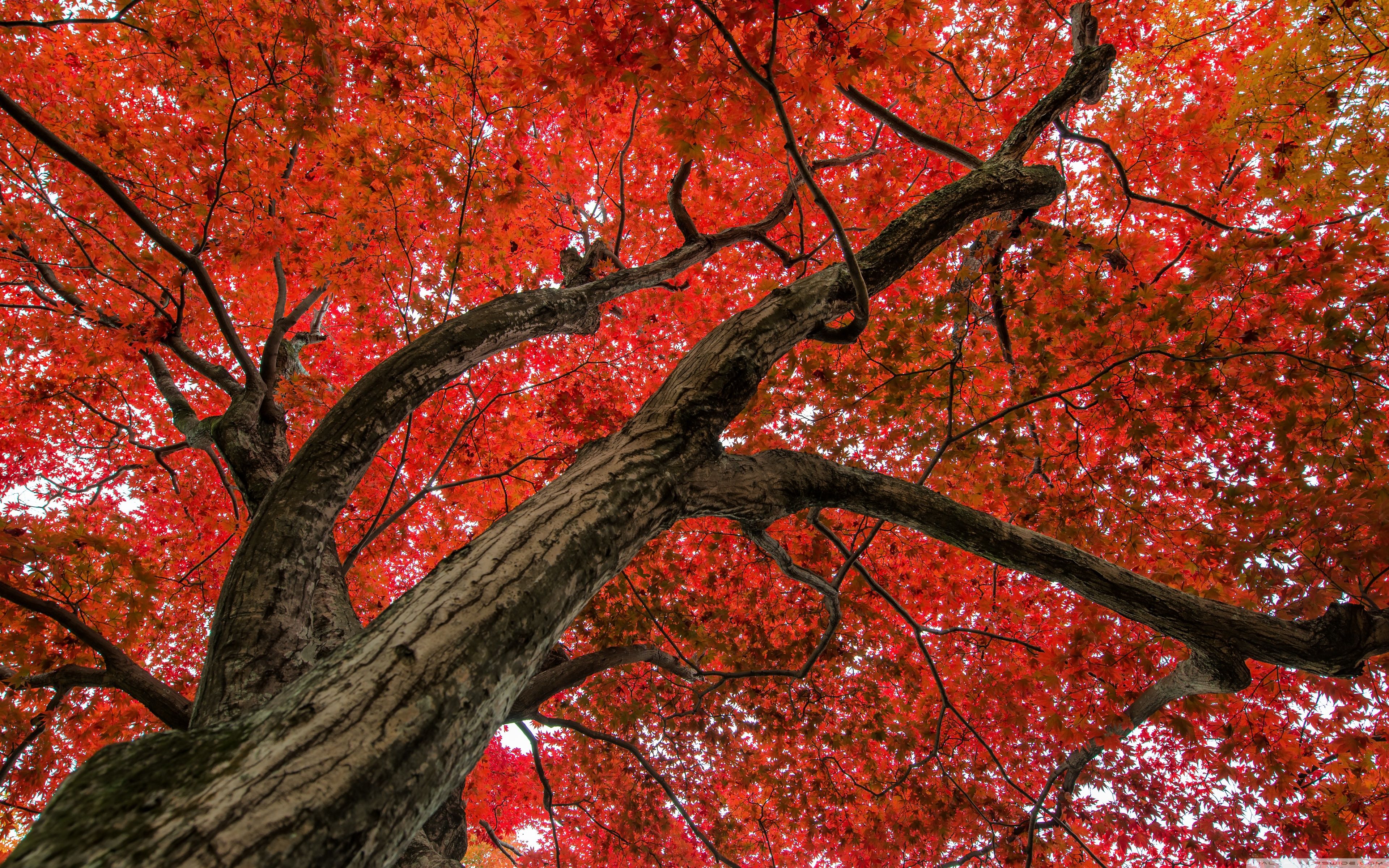 Japanese Maple Tree Background