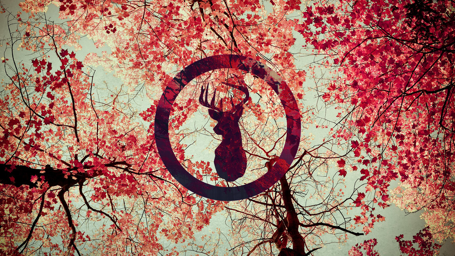 Japanese Maple Tree Wallpapers - Wallpaper Cave