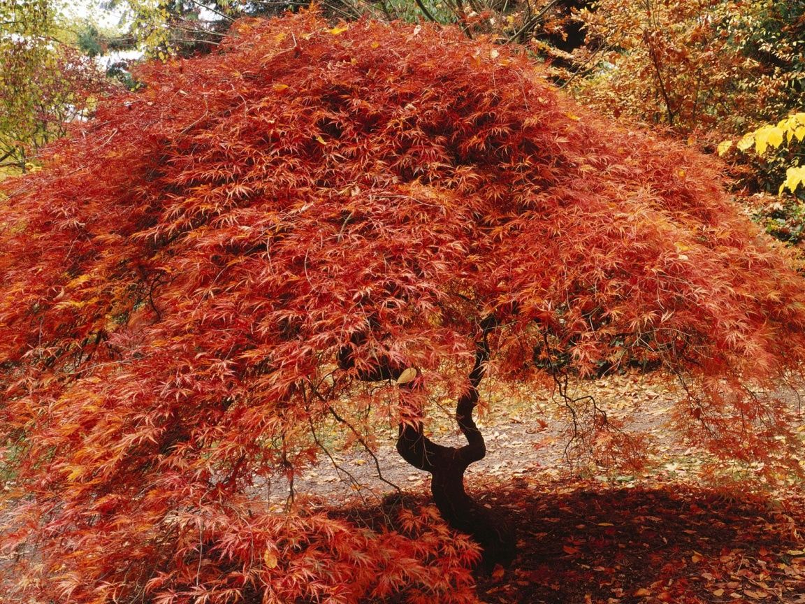Japanese Maple Wallpaper