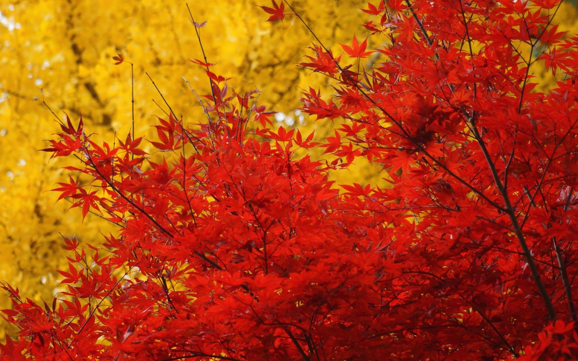 Japanese Maple Tree Wallpapers - Wallpaper Cave