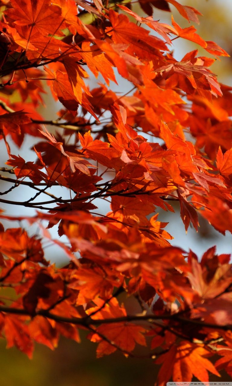 Japanese Maple Tree Wallpapers - Wallpaper Cave