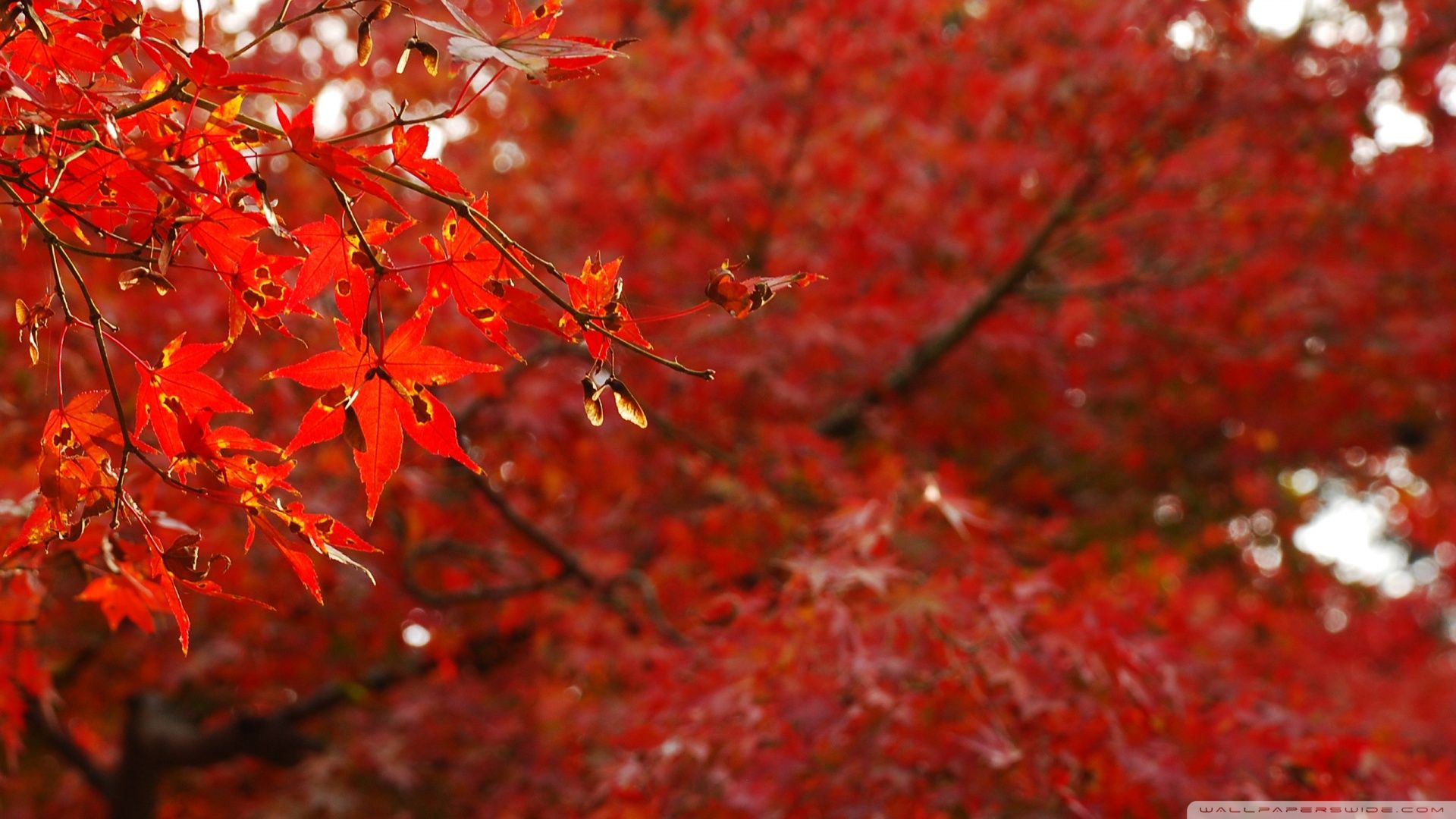 Japanese Maple Tree Wallpapers - Wallpaper Cave