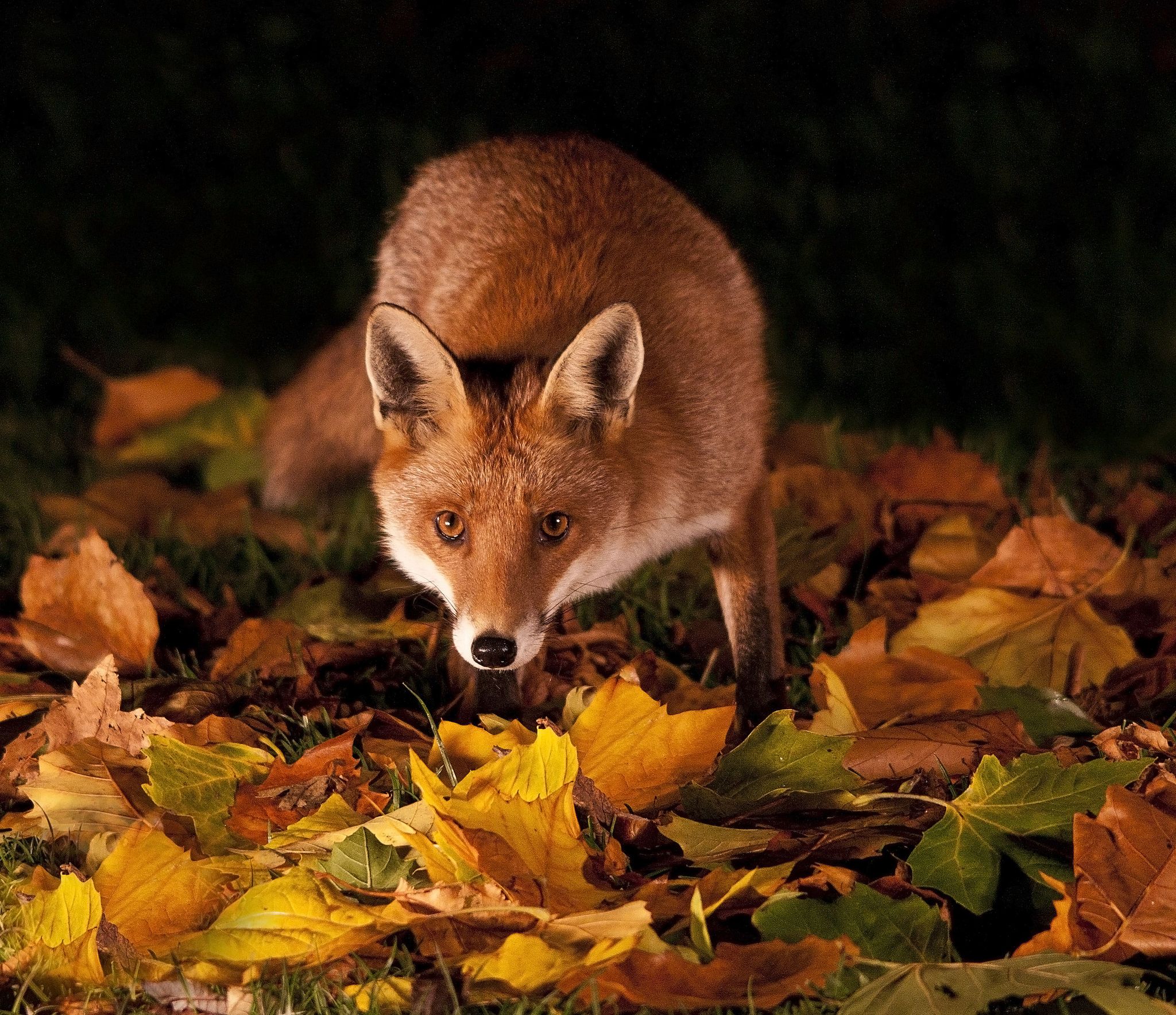 grass, Leaves, Autumn, Night, Fox, Red Wallpaper HD / Desktop and Mobile Background