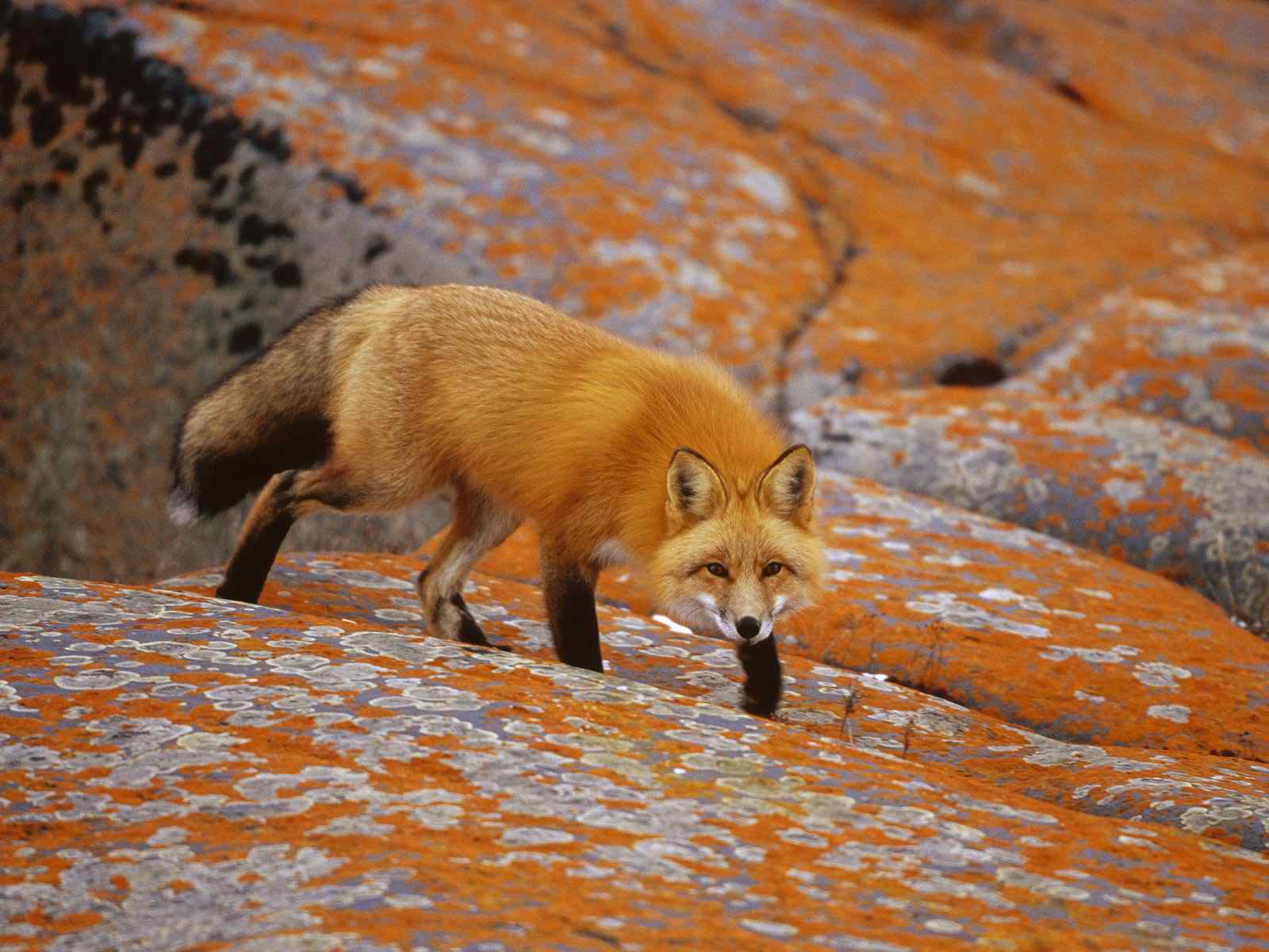 Amazing Red Fox Wallpaper Fox In Desert HD Wallpaper