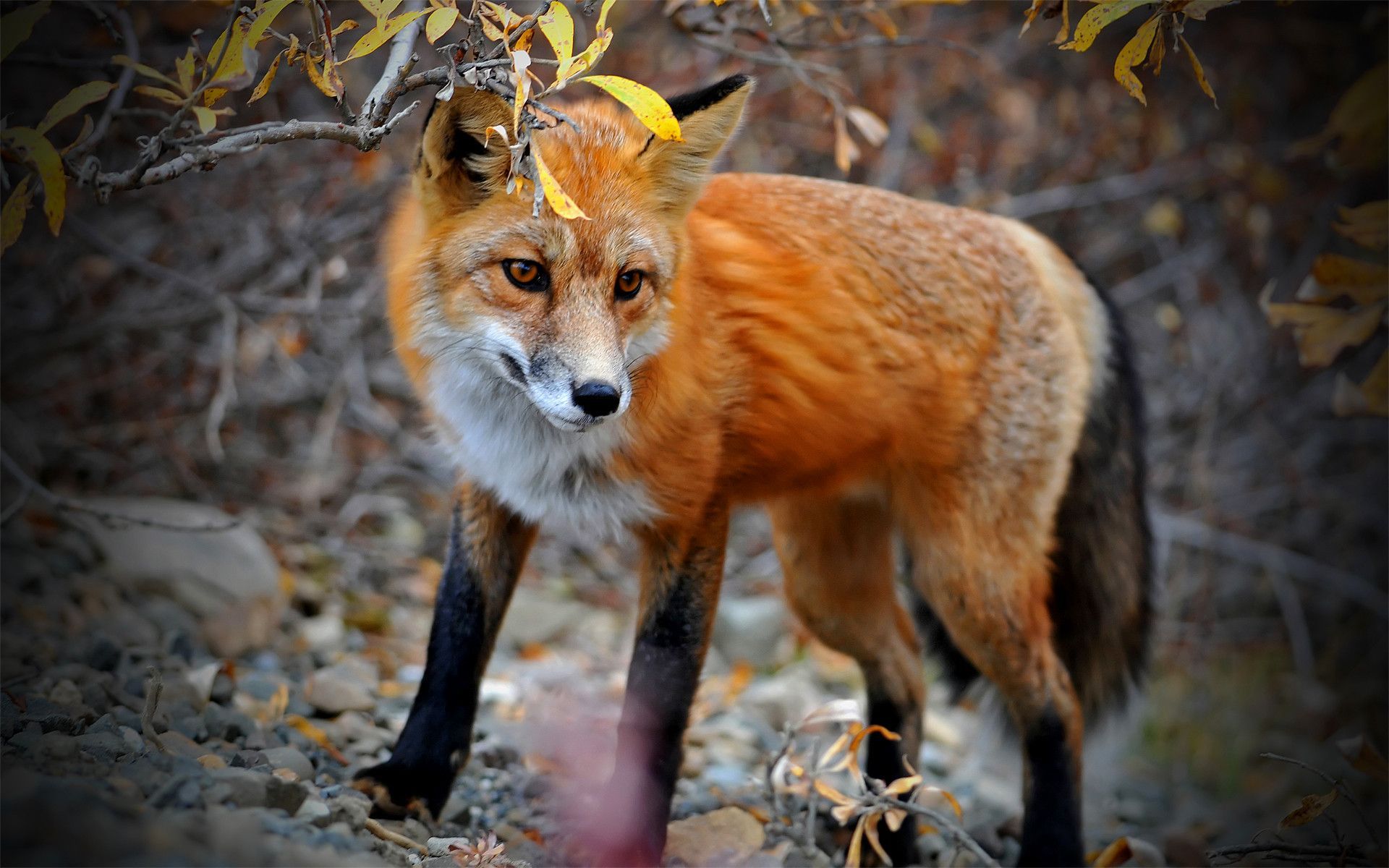 Animal Wallpaper. Pet fox, Fox, Animals