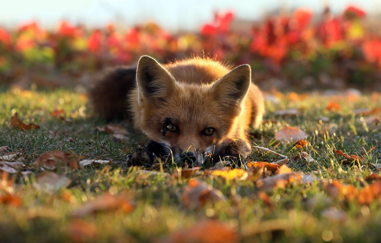 Wallpaper autumn, nature, Fox image for desktop, section животные