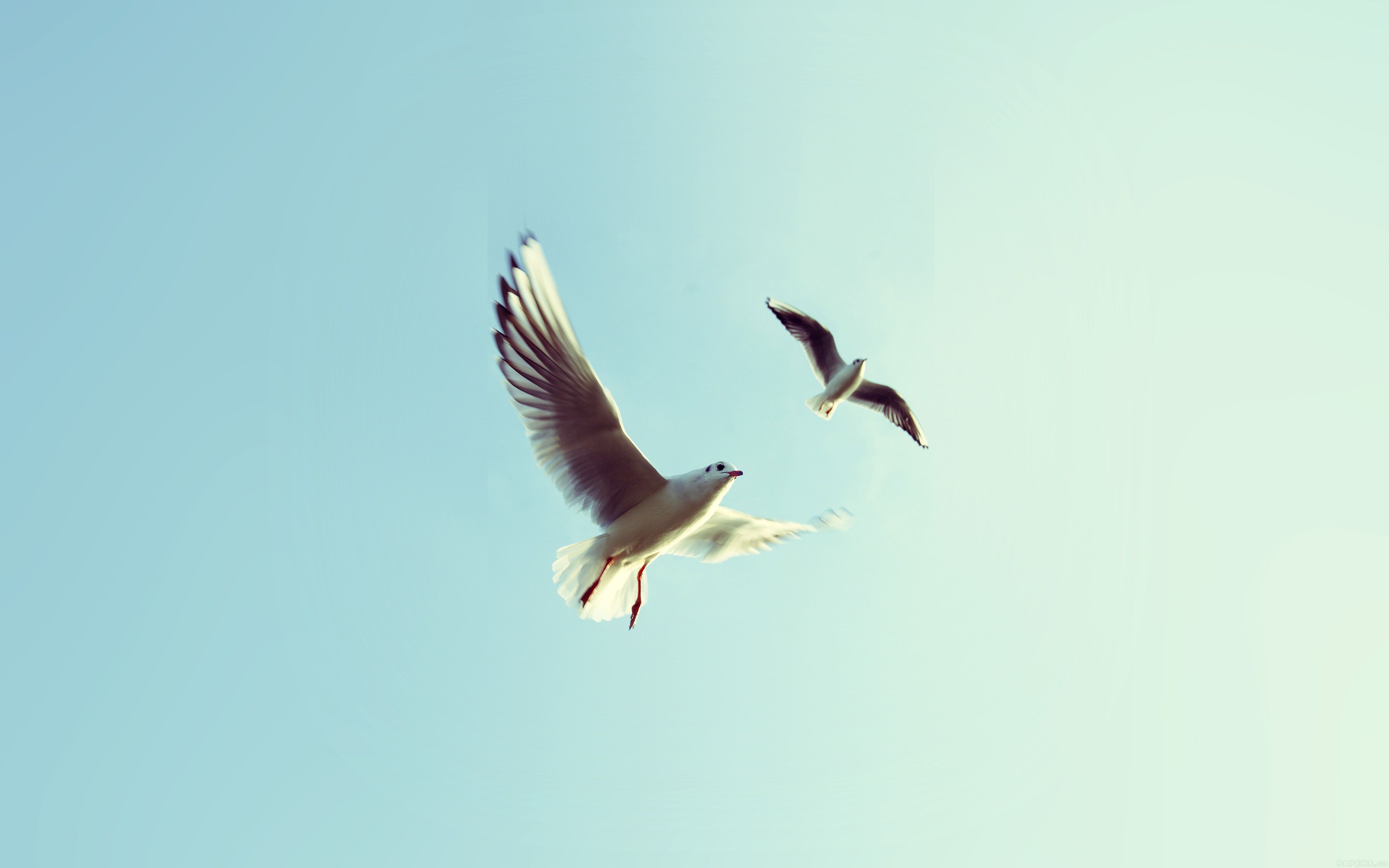 Pigeons Bird Fly Sky Animal Nature Minimal