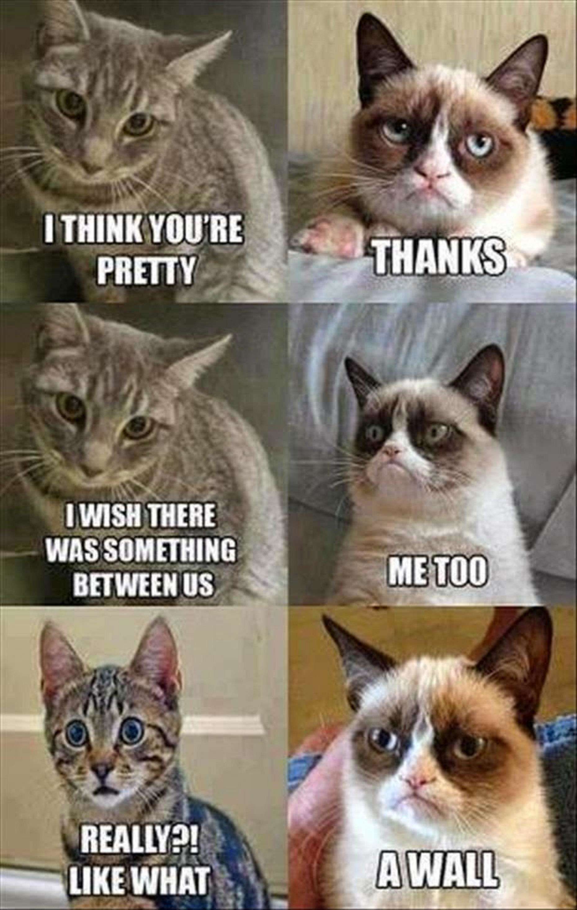 Happy Birthday Funny Cat Meme /happy Birthday Funny Cat Meme/ HD Wallpaper. Grumpy Cat Humor, Funny Animal Jokes, Funny Grumpy Cat Memes