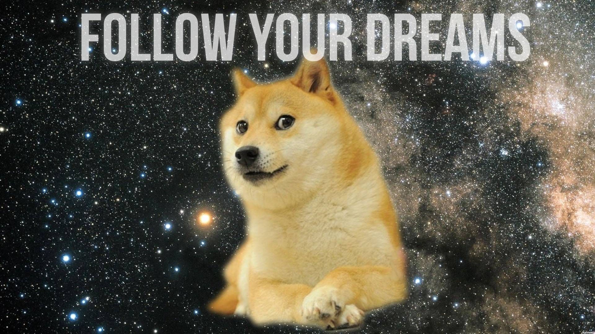 Wow Such Wallpaper Wallpaper. Animal lover, Follow your dreams quotes, Dog memes