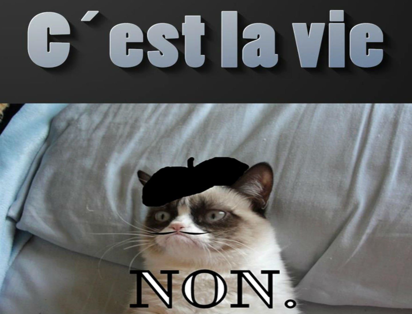 Cat meme quote funny humor grumpy french sadic wallpaperx1100
