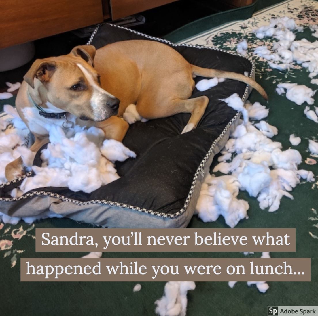 Create Your Own Dog Memes for Free