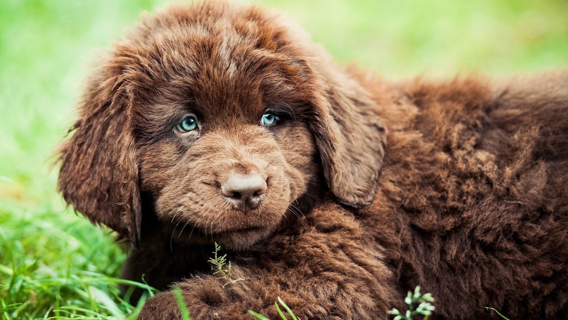 Newfoundland Background. Wallpaper Newfoundland Canada, Newfoundland Wallpaper and Newfoundland Rescue Wallpaper