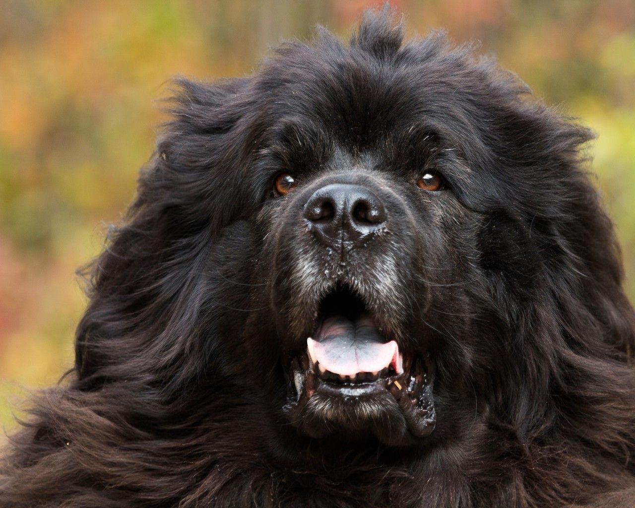 Download 1280x1024 Newfoundland, Black, Puppy, Dog, Close Up Face Wallpaper