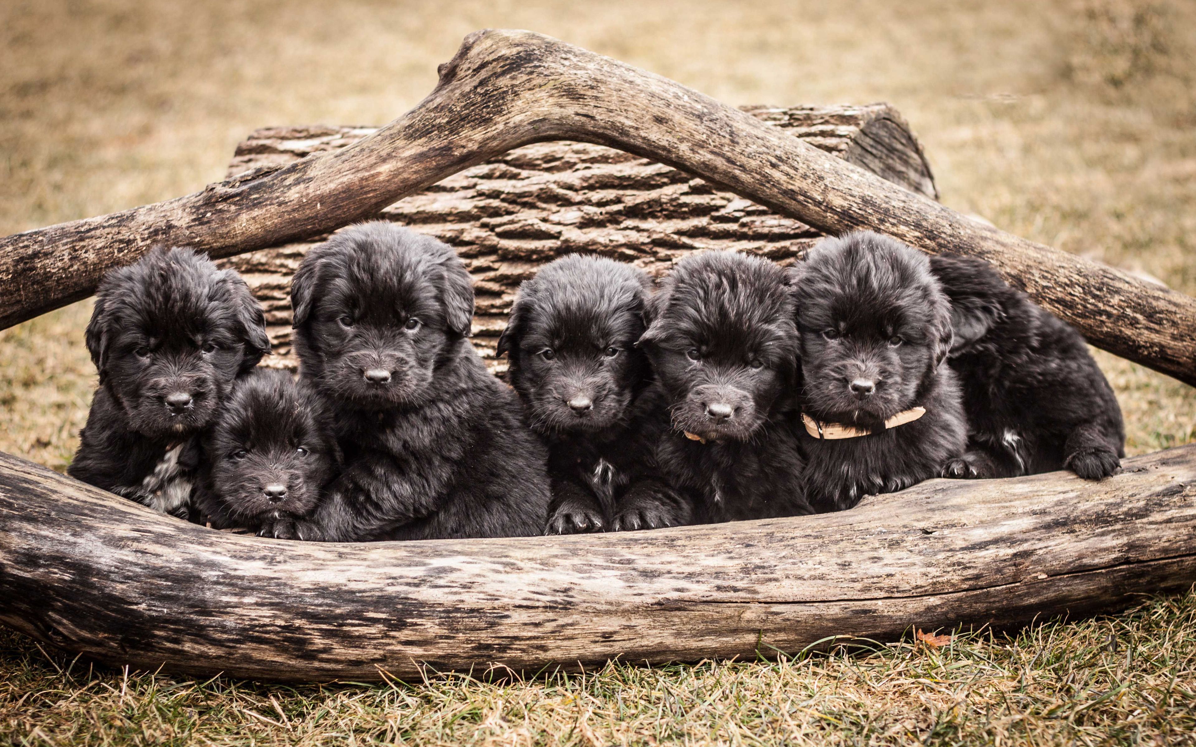 Download wallpaper 4k, Newfoundland, puppies, dogs, funny animals, cute dog, pets for desktop with resolution 3840x2400. High Quality HD picture wallpaper