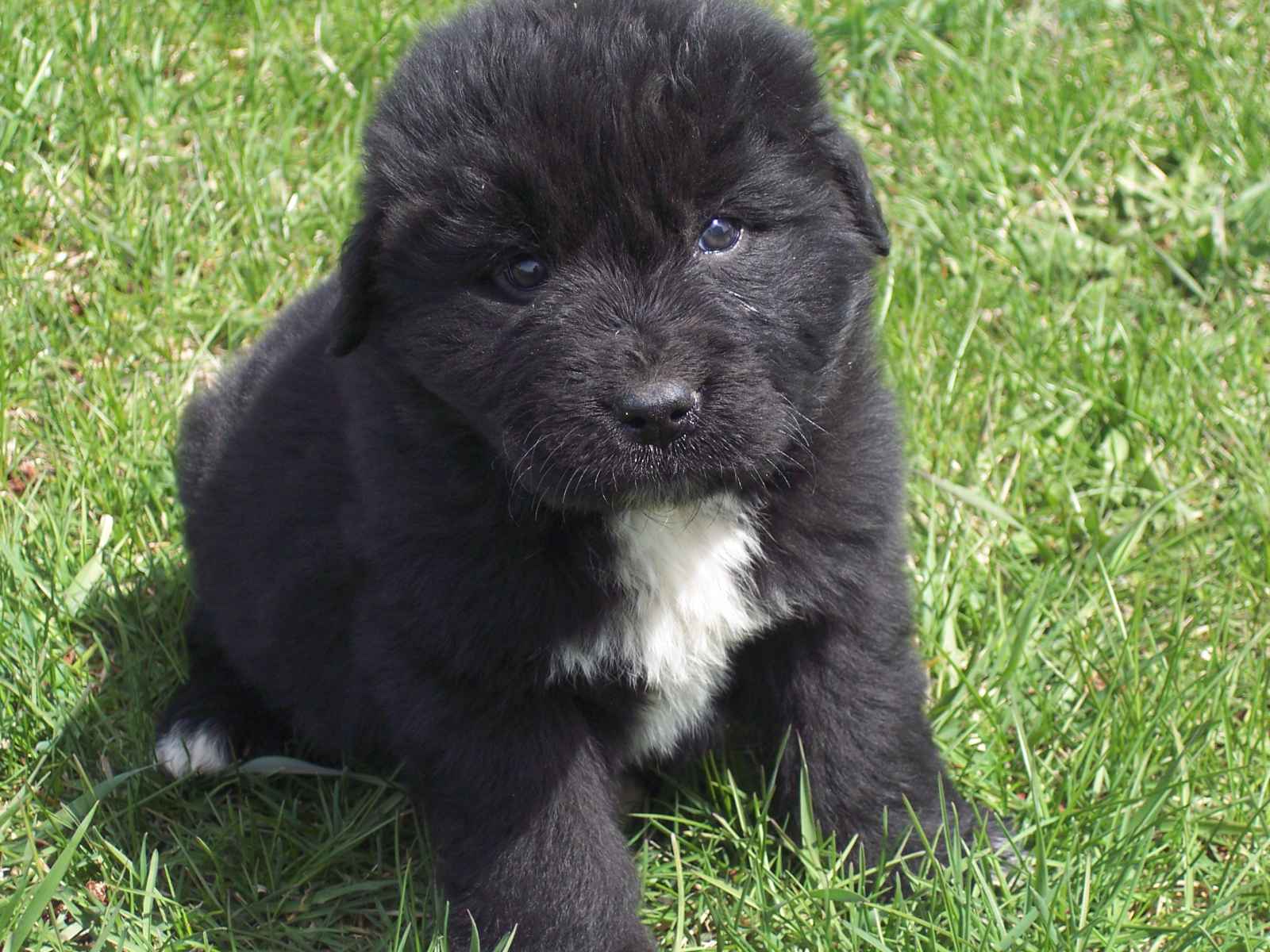 Newfoundland puppy photo and wallpaper. Beautiful Newfoundland puppy picture