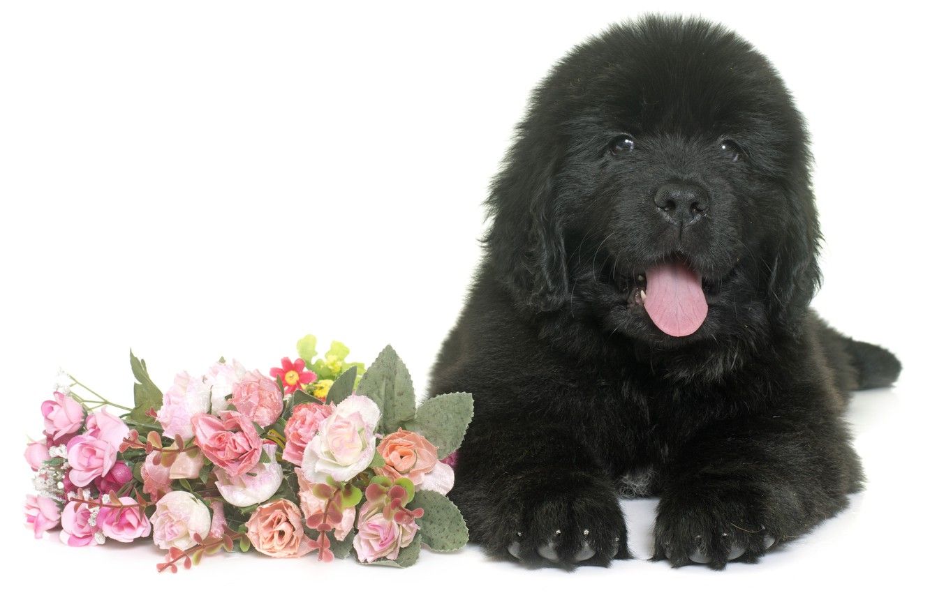 Wallpaper flowers, black, fluffy, puppy, lies, Newfoundland image for desktop, section собаки