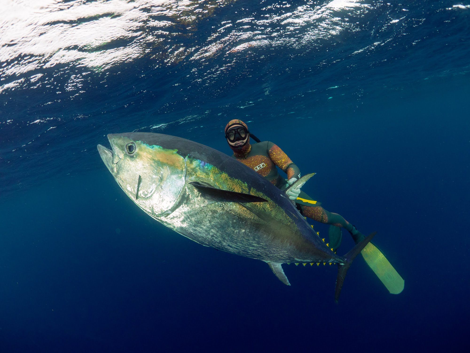Free download Spearfishing New Zealand Bluefin Tuna Tonga with MJK [2000x1500] for your Desktop, Mobile & Tablet. Explore Tuna Wallpaper. Tuna Wallpaper