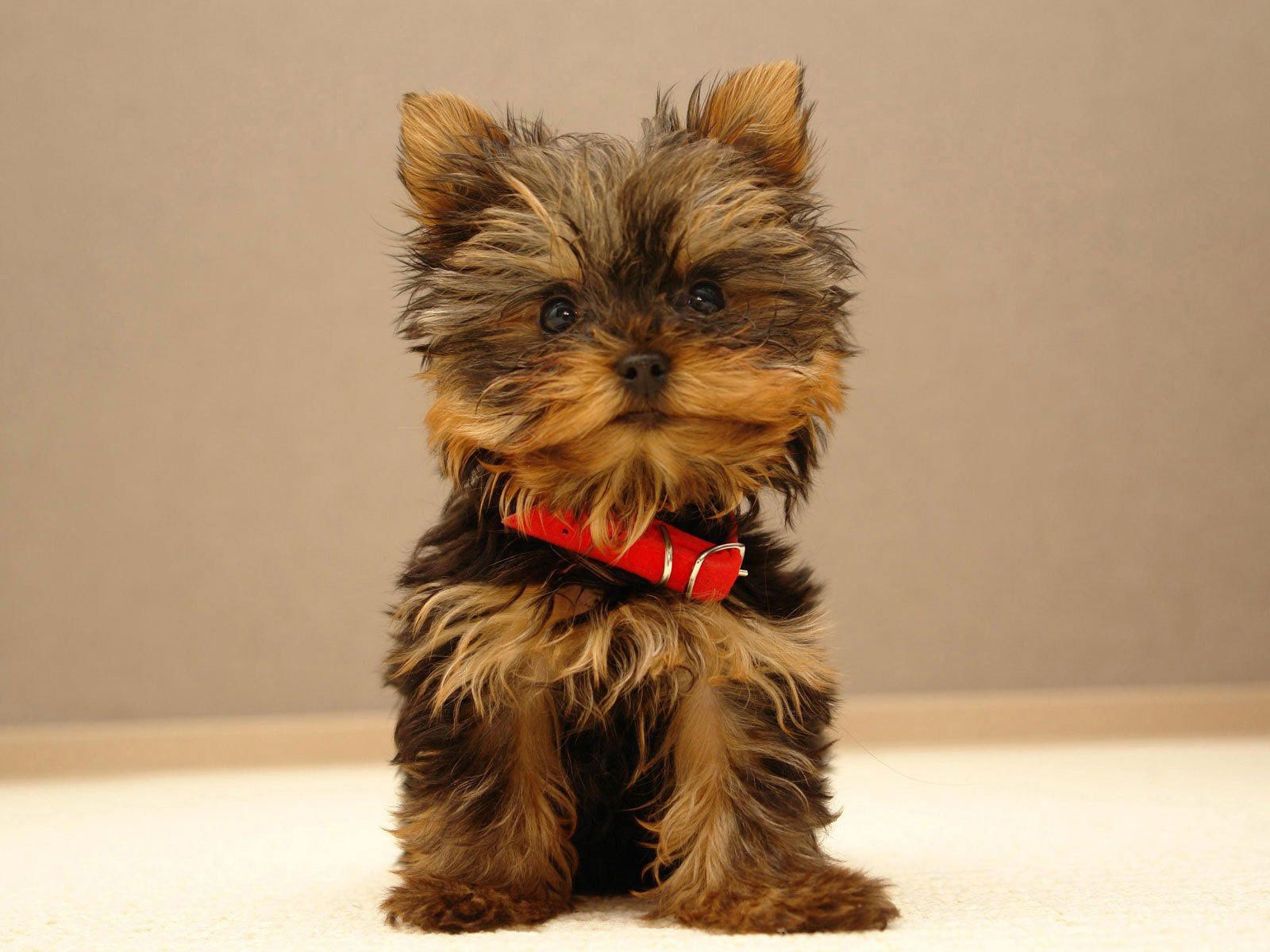 Yorkie Dog Wallpaper