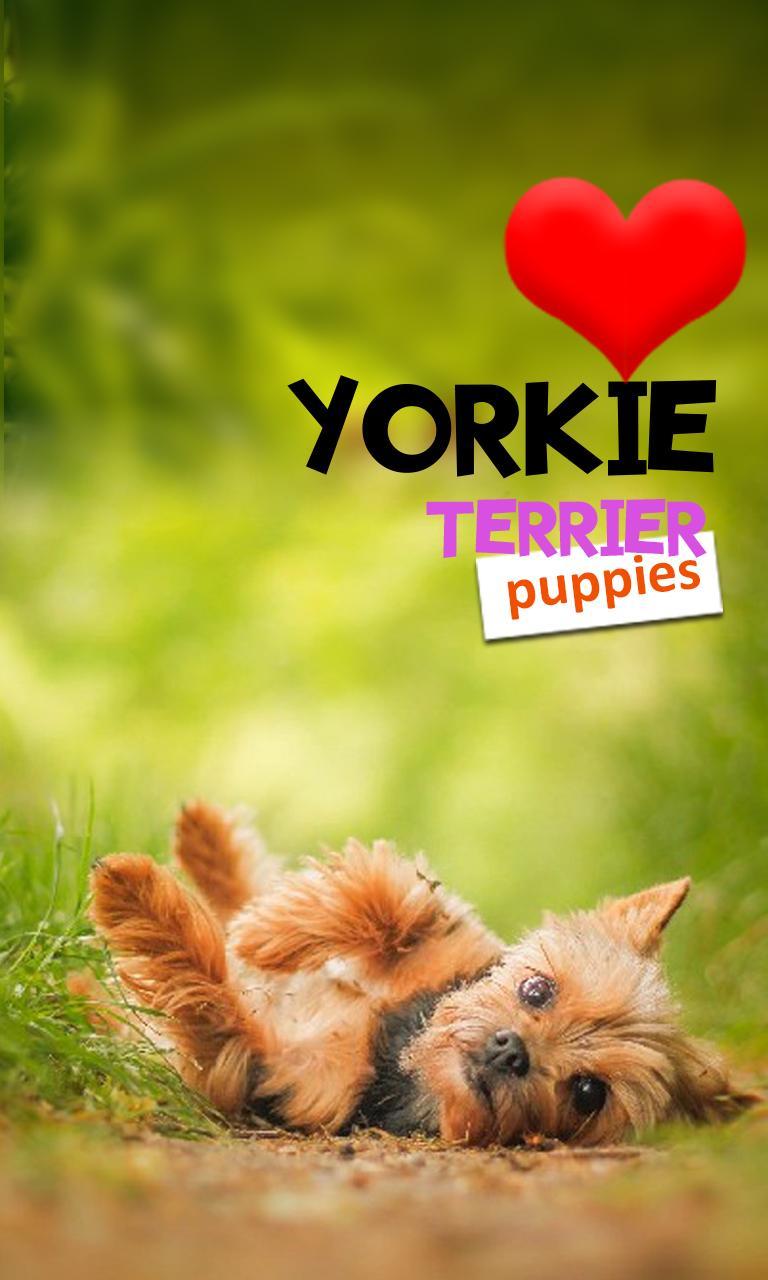 Teacup Yorkie Wallpaper