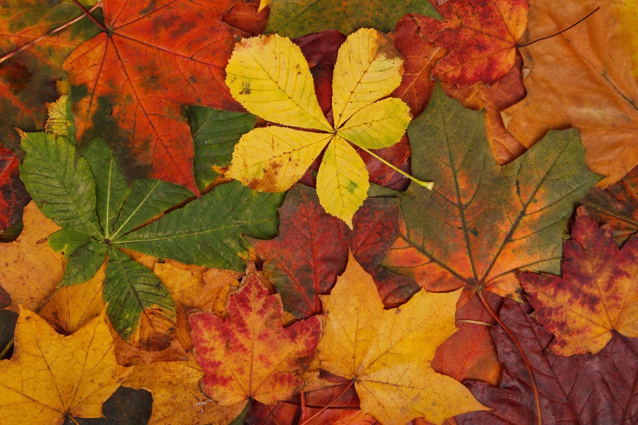 Abstract Autumn Leaves Wallpapers Wallpaper Cave 