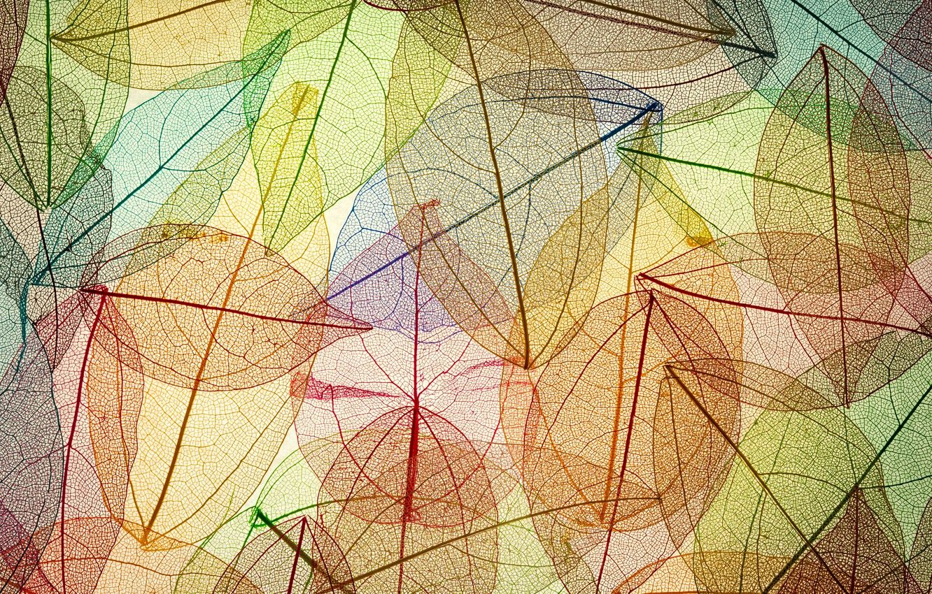 Abstract Autumn Leaves Wallpapers Wallpaper Cave