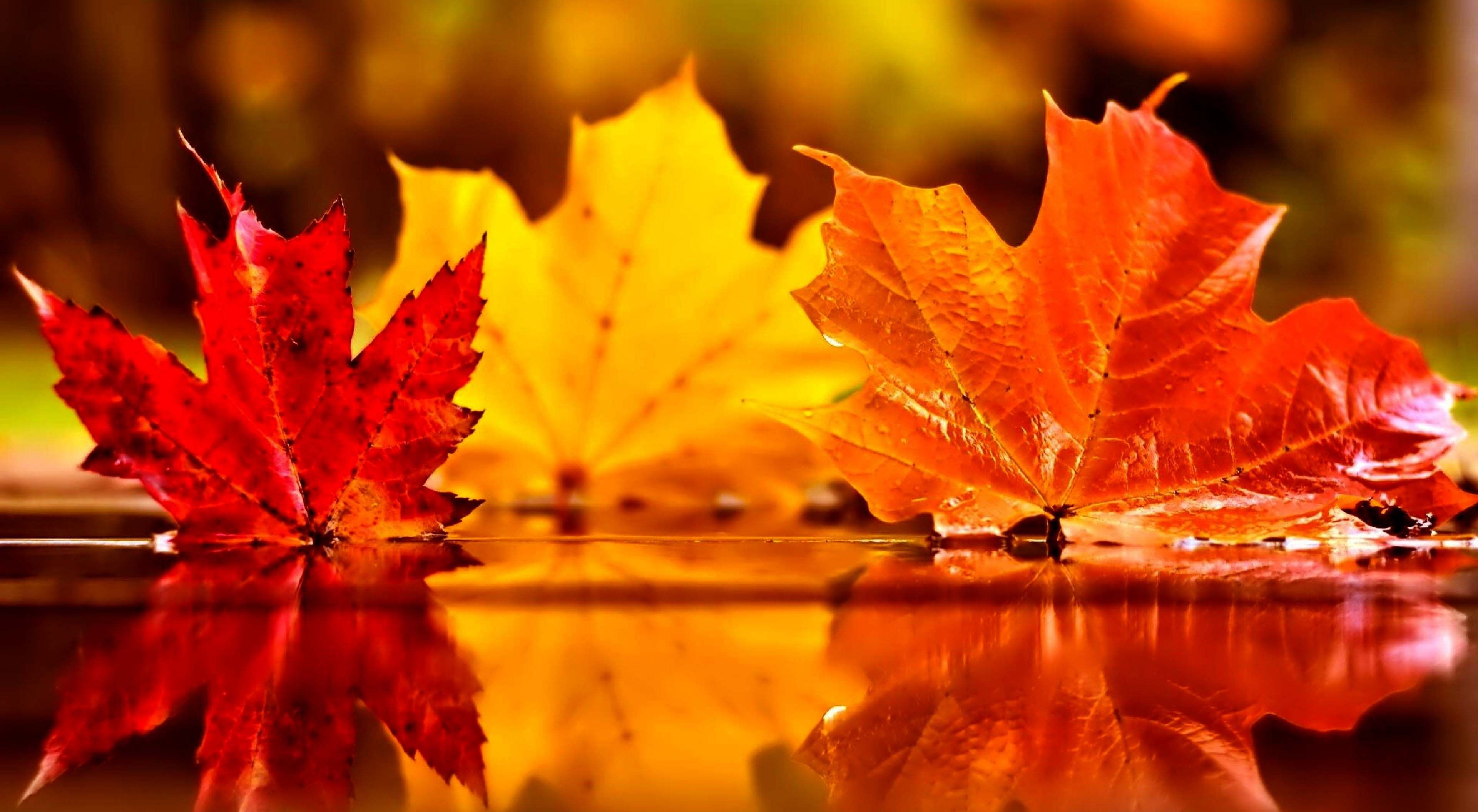 Beautiful Fall Picture Wallpaper Free Beautiful Fall Picture Background