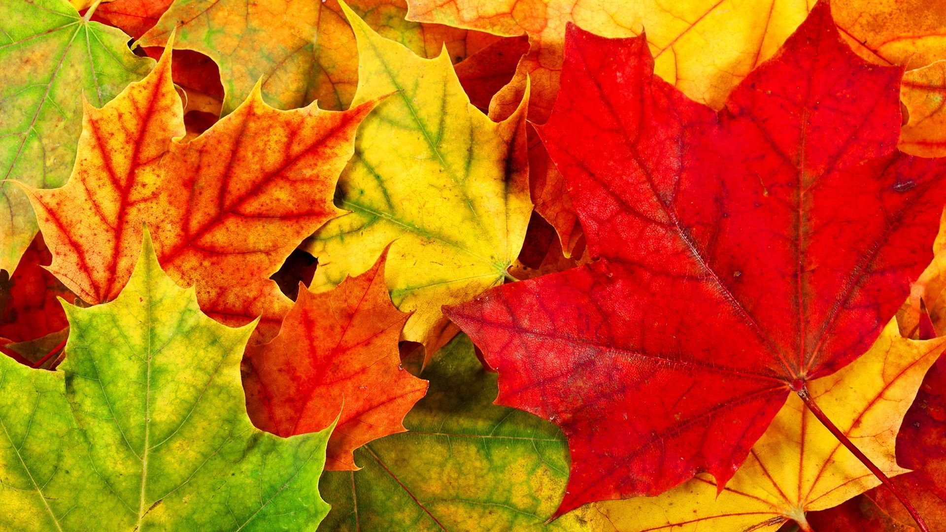 Abstract Autumn Leaves Wallpapers - Wallpaper Cave