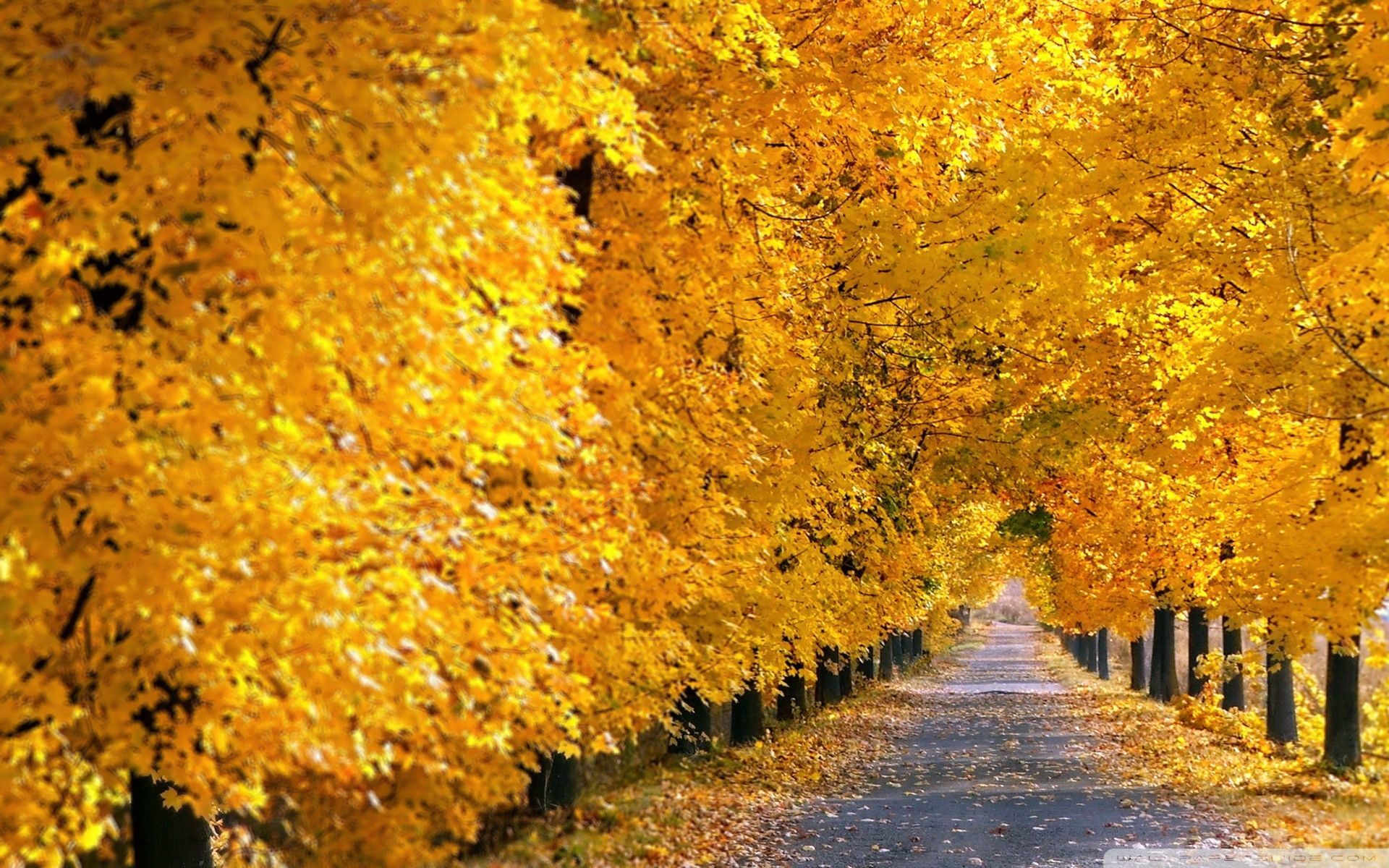 Fall Tree Pathway HD desktop wallpaper, High Definition. Yellow tree, Autumn trees, Autumn scenery