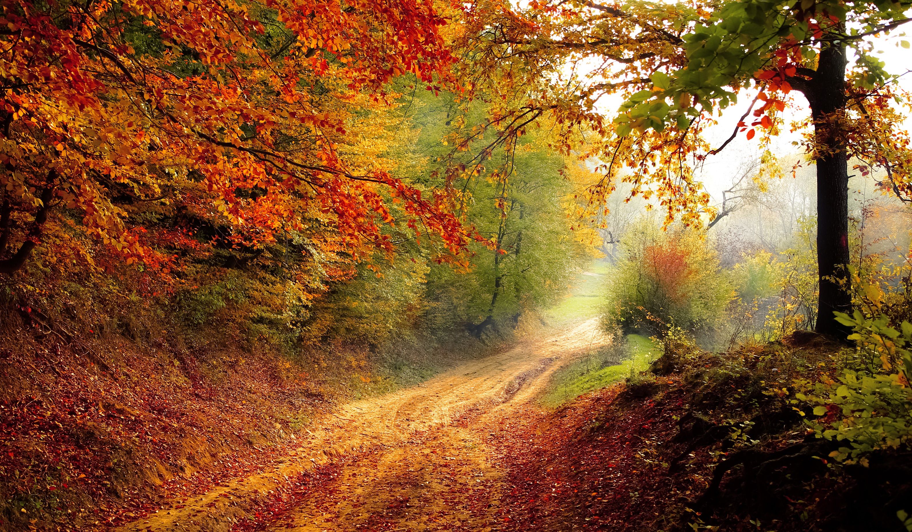 #Fooliage, #Pathway, #Autumn, #Forest. Mocah.org HD Desktop Wallpaper