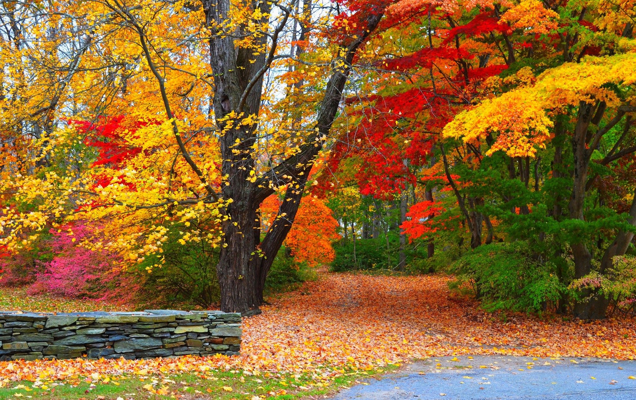 Autumn Forest Path Wallpaper