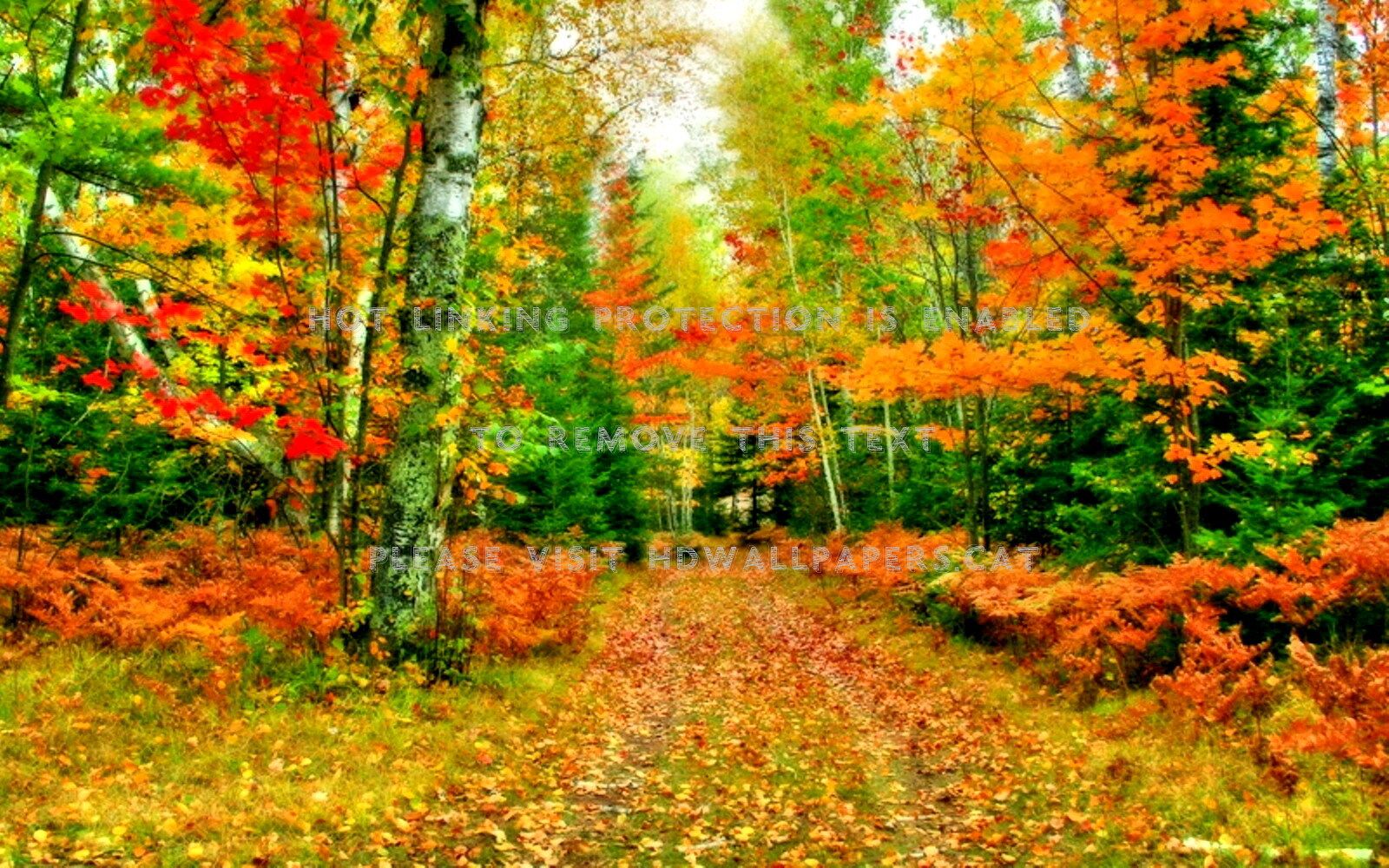 autumn pathway colors of nature landscap