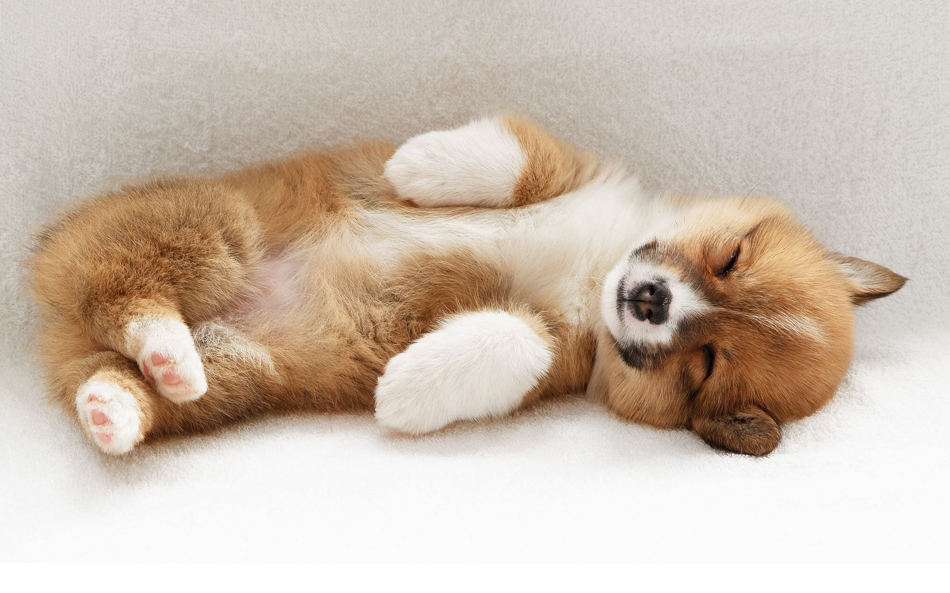 Cute Puppy (1920×1200). Cute Puppy Wallpaper, Cute Pugs, Sleeping Puppies