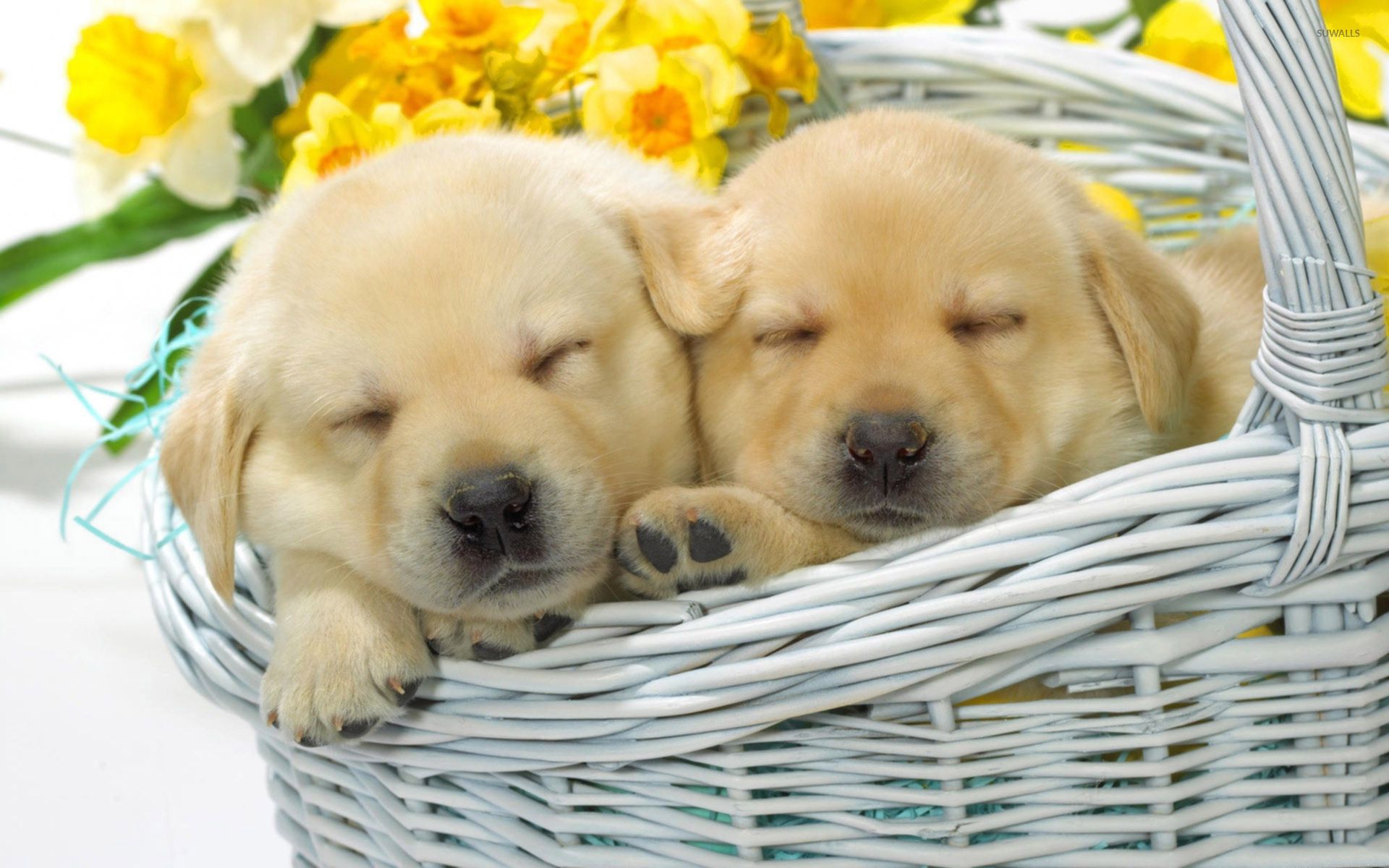 Cute puppies sleeping in a straw basket wallpaper wallpaper