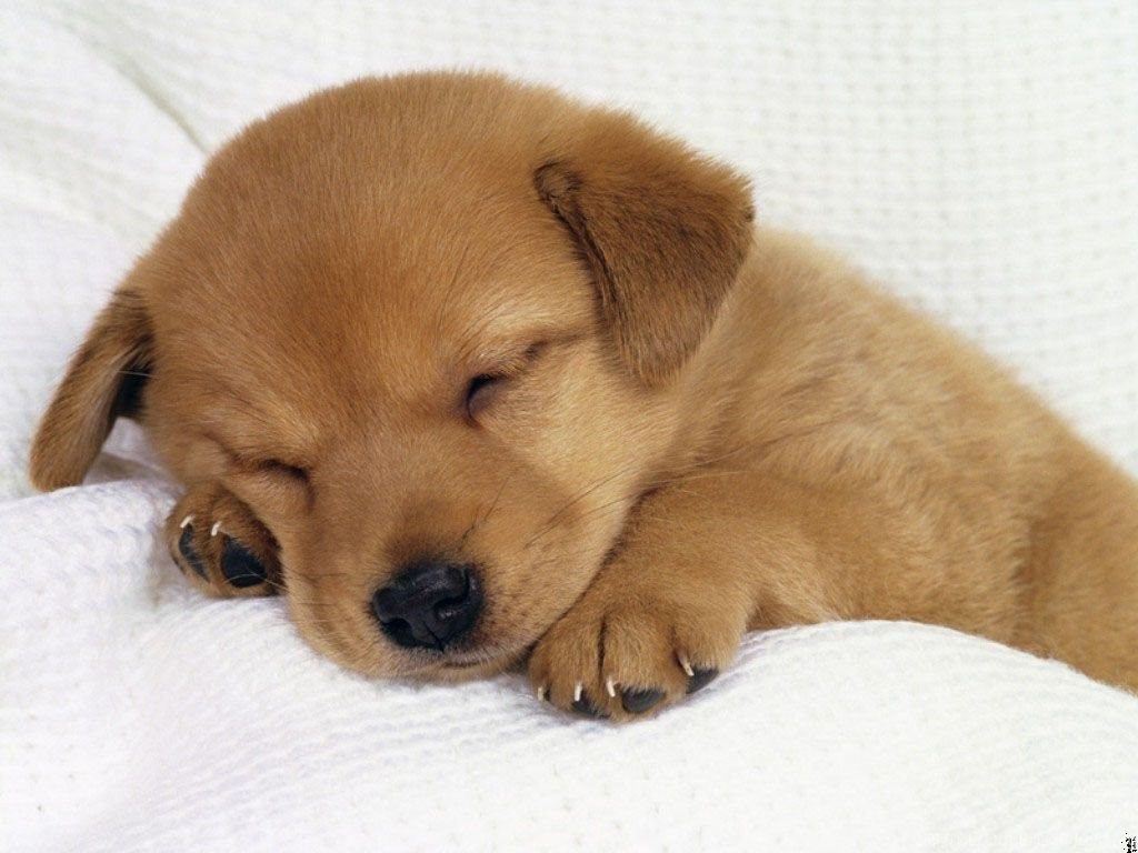 Cute Sleeping Golden Retriever Puppies Wallpaper. Desktop Background
