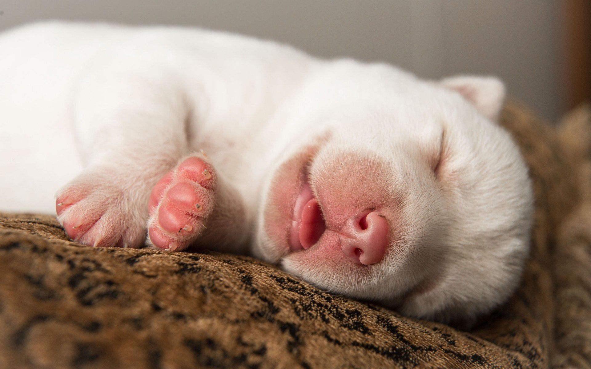 Cute Sleeping Puppy Wallpapers - Wallpaper Cave