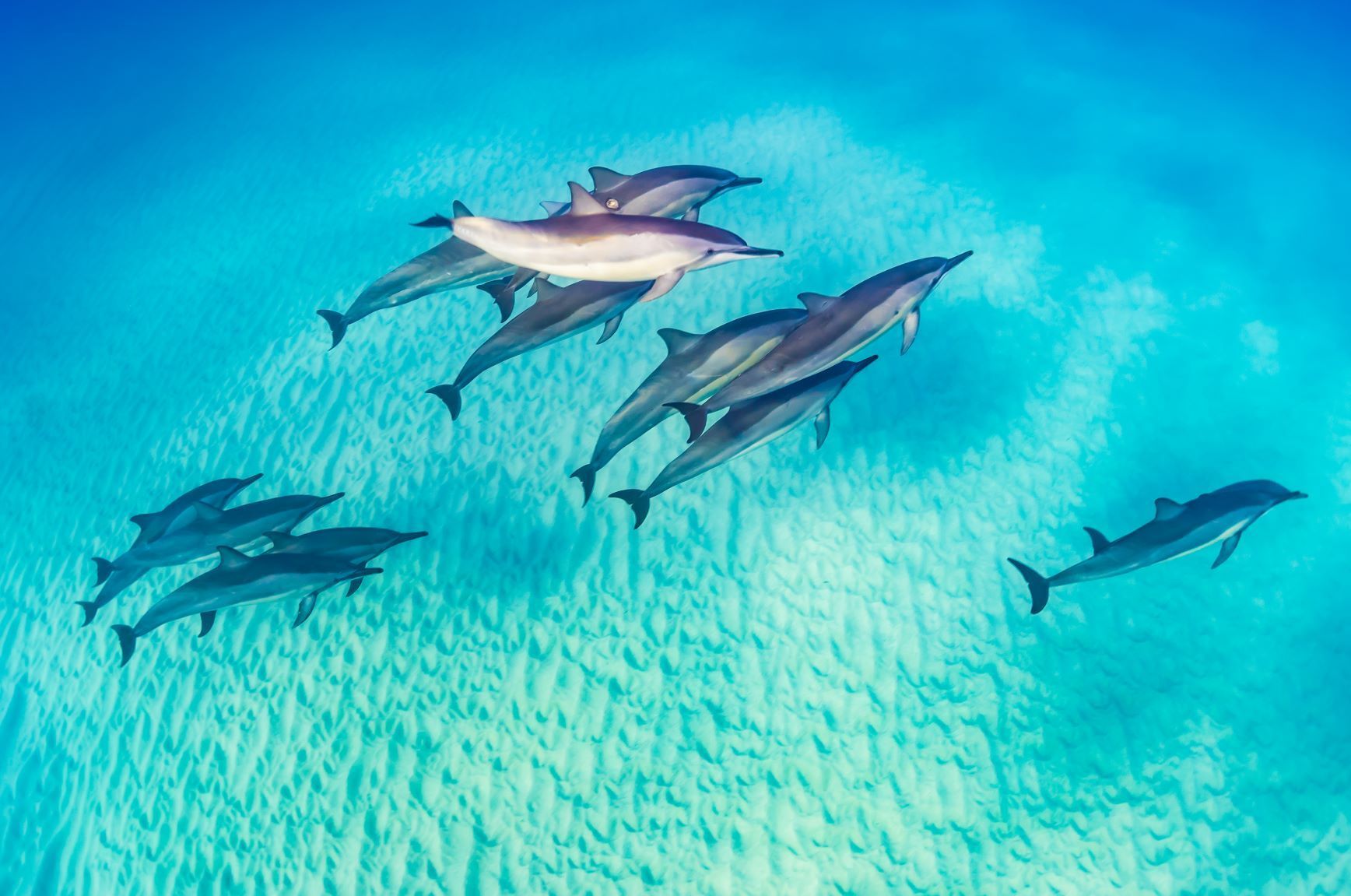 Happy Dolphin Day everyone! With 42 different pieces of Dolphins, it's hard not to love these fascinating animals. Which is y. Dolphin facts, Animals, Sea animals