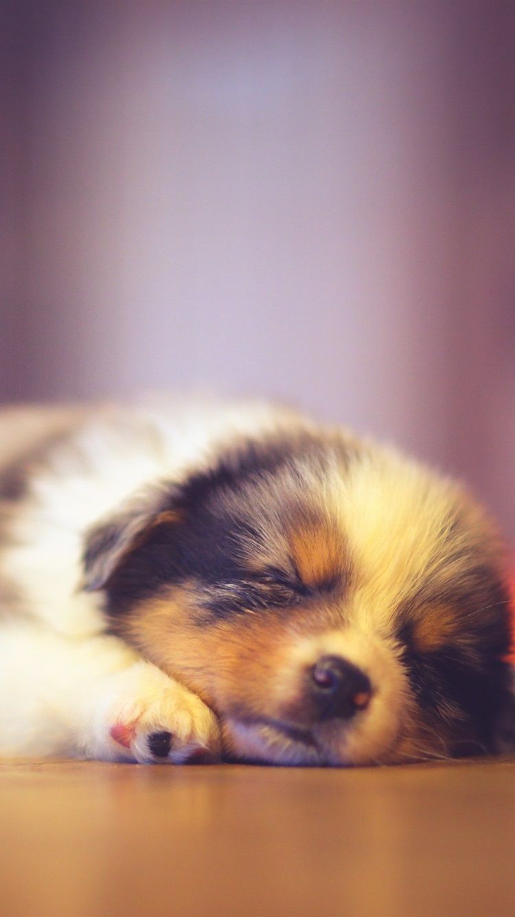Cute Puppy Sleeping, Bokeh 750x1334 IPhone 8 7 6 6S Wallpaper, Background, Picture, Image