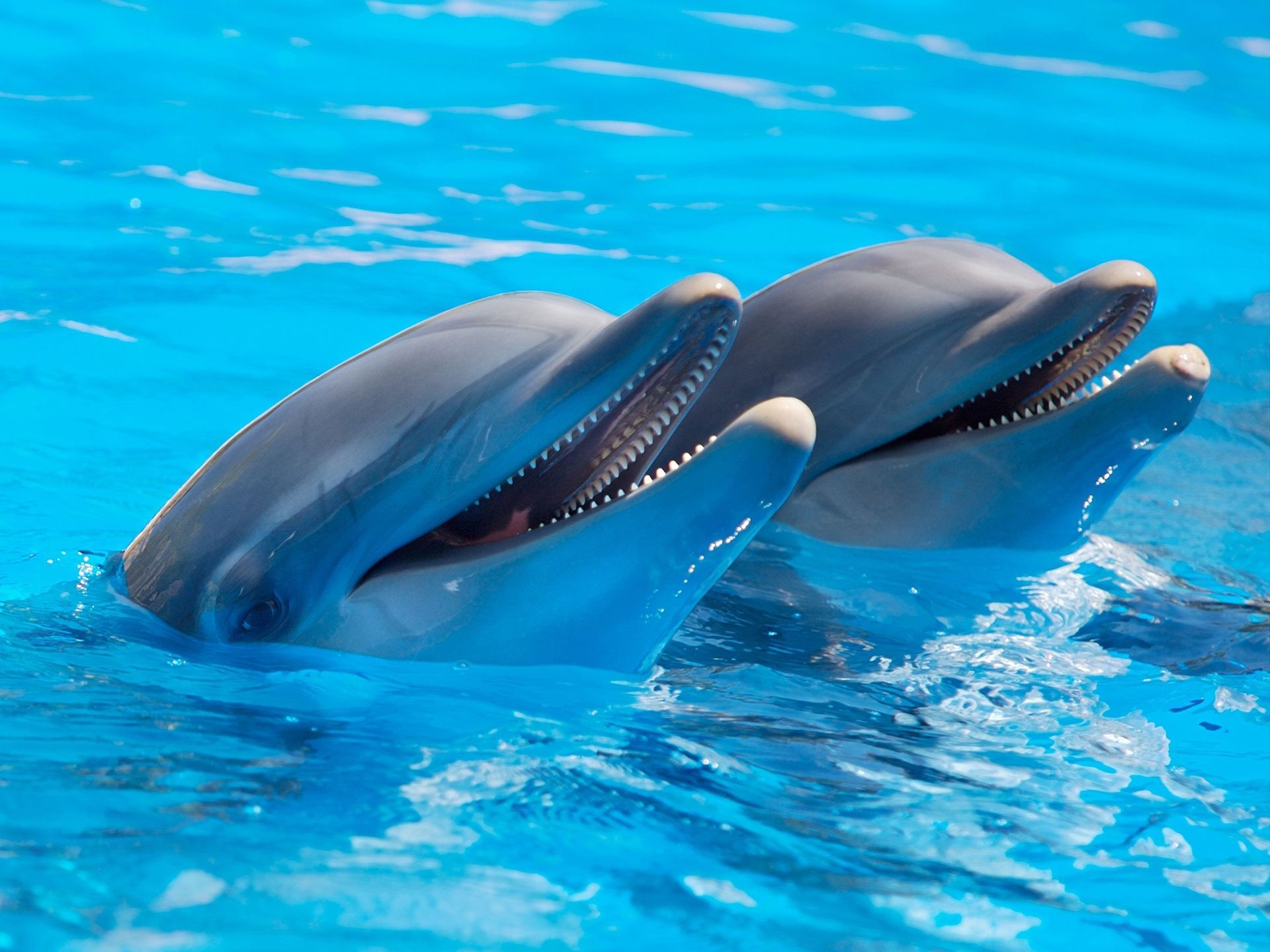 Swim with dolphins!. Dolphins, Animals, Salt water fishing