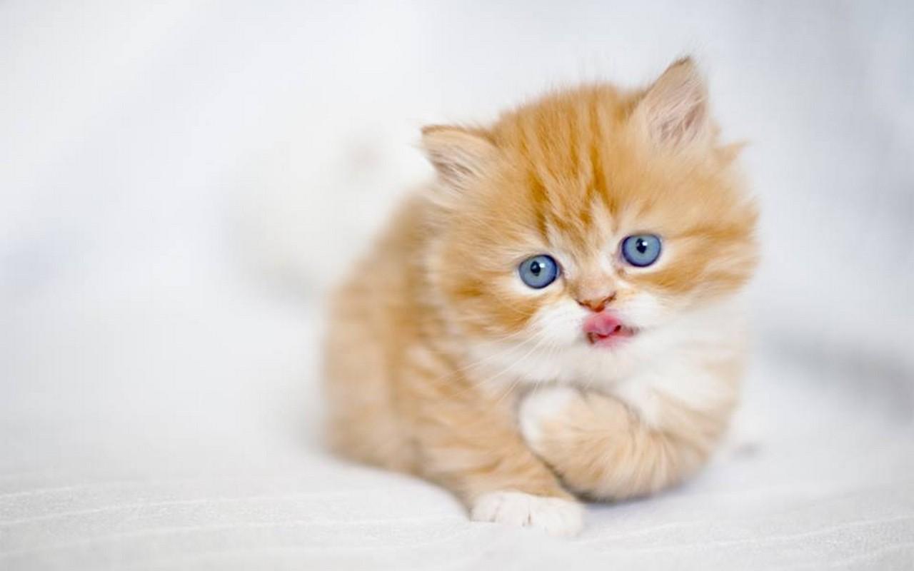 Cute Kitten Wallpaper HD for Android