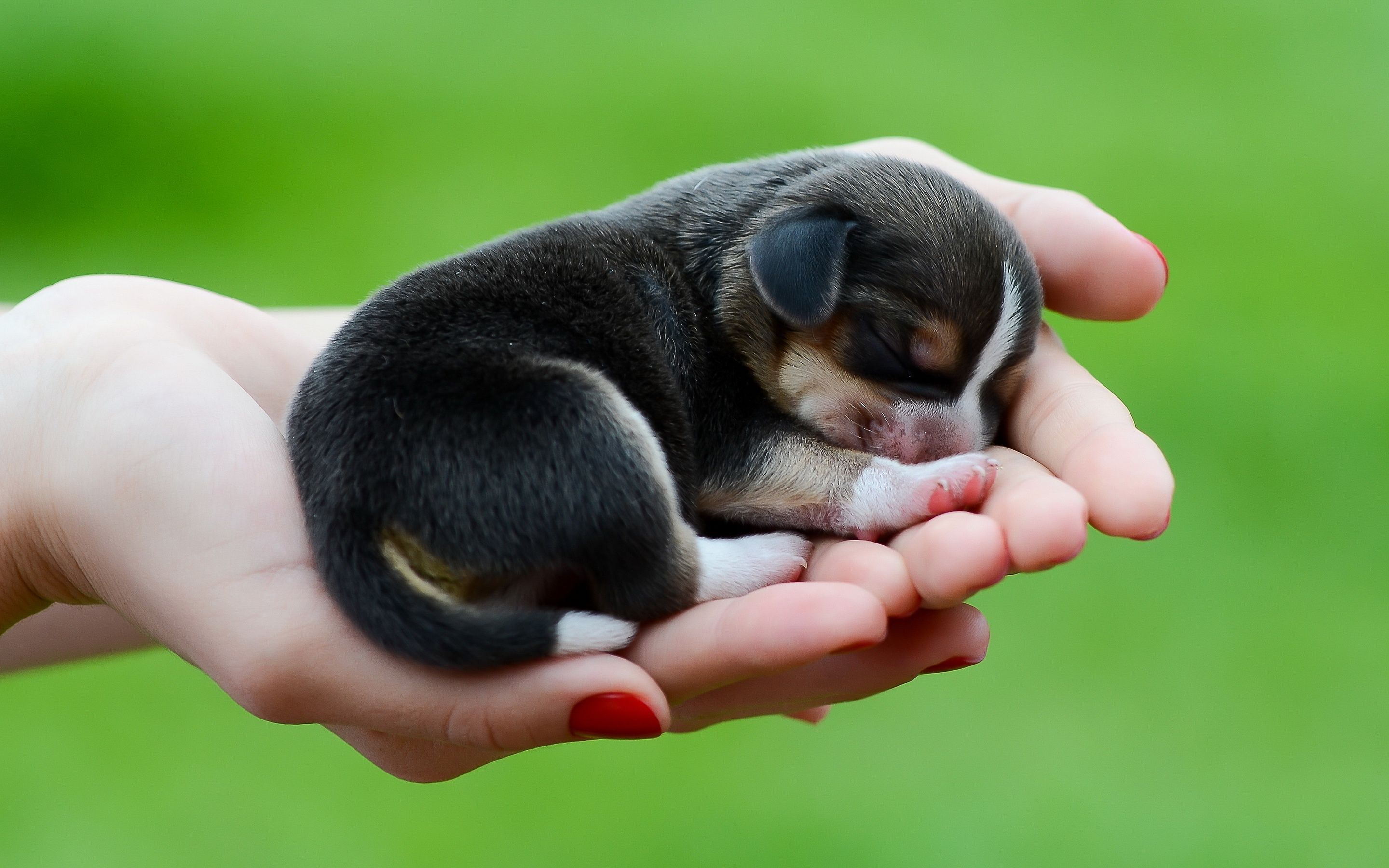 sleeping-white-baby-dog