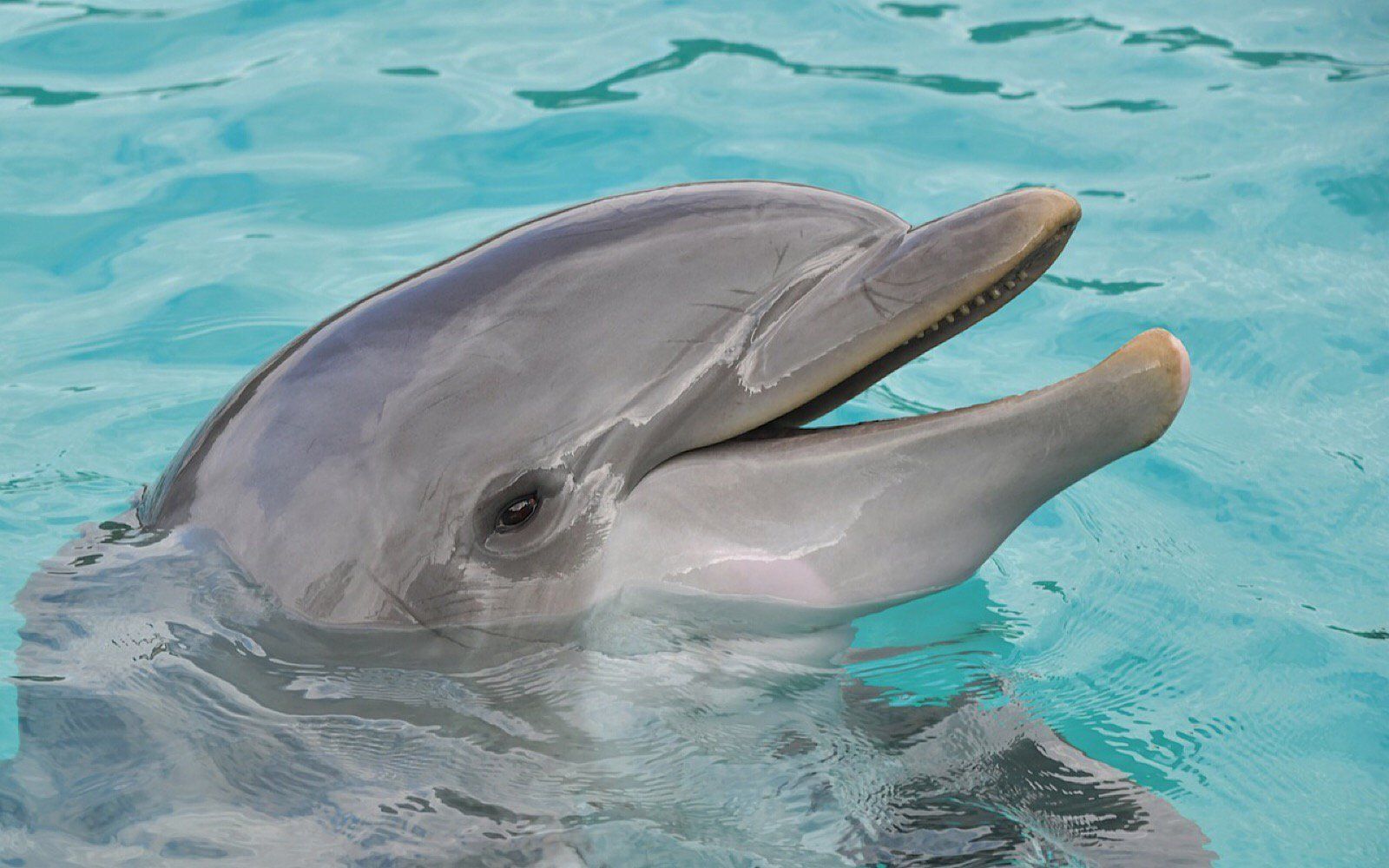Happy Dolphins? We Can't Really Know: Statement on Study of Captive Dolphin Welfare. Animals, Dolphins, Support animal