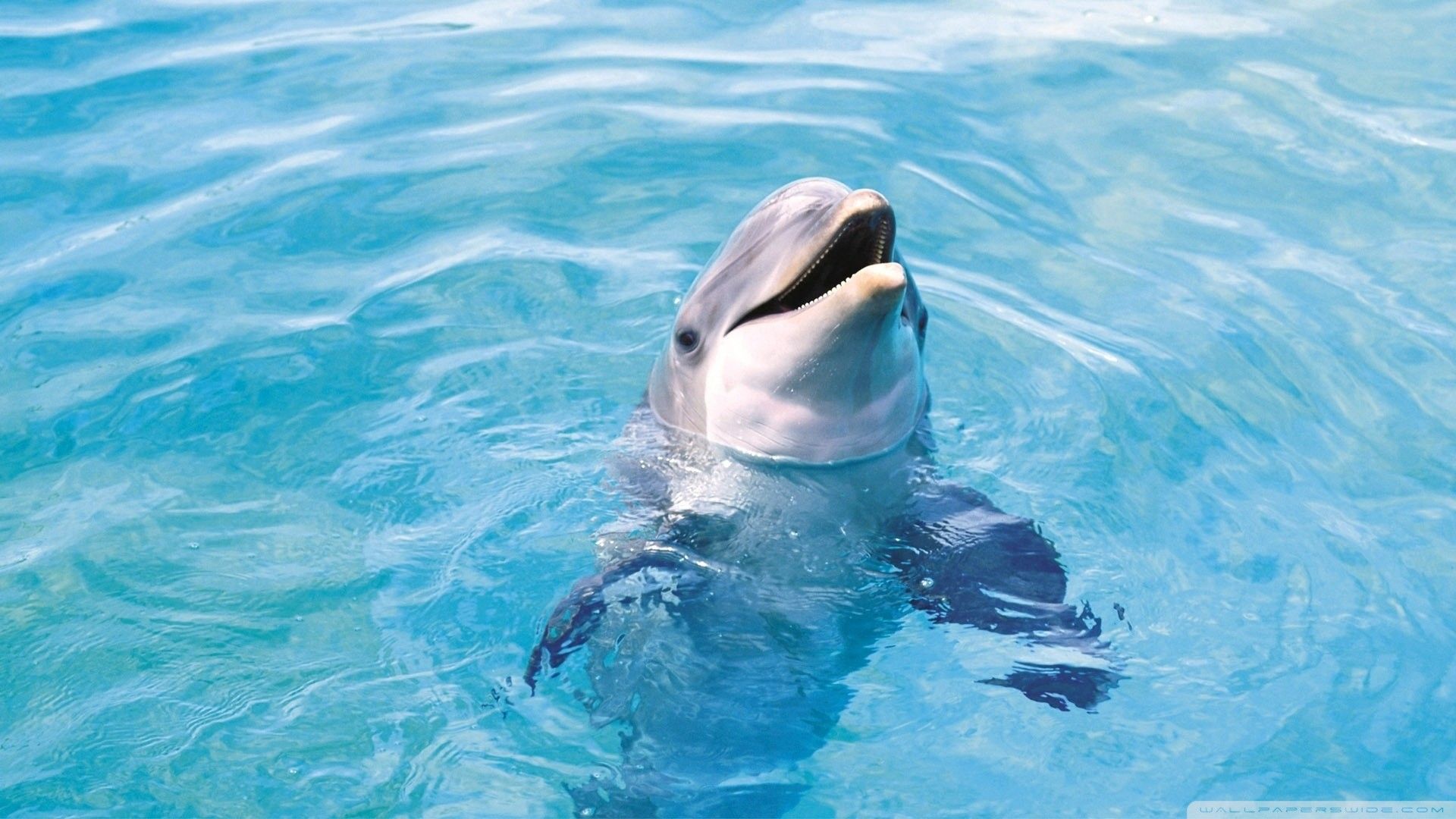 Dolphin Desktop Wallpaper
